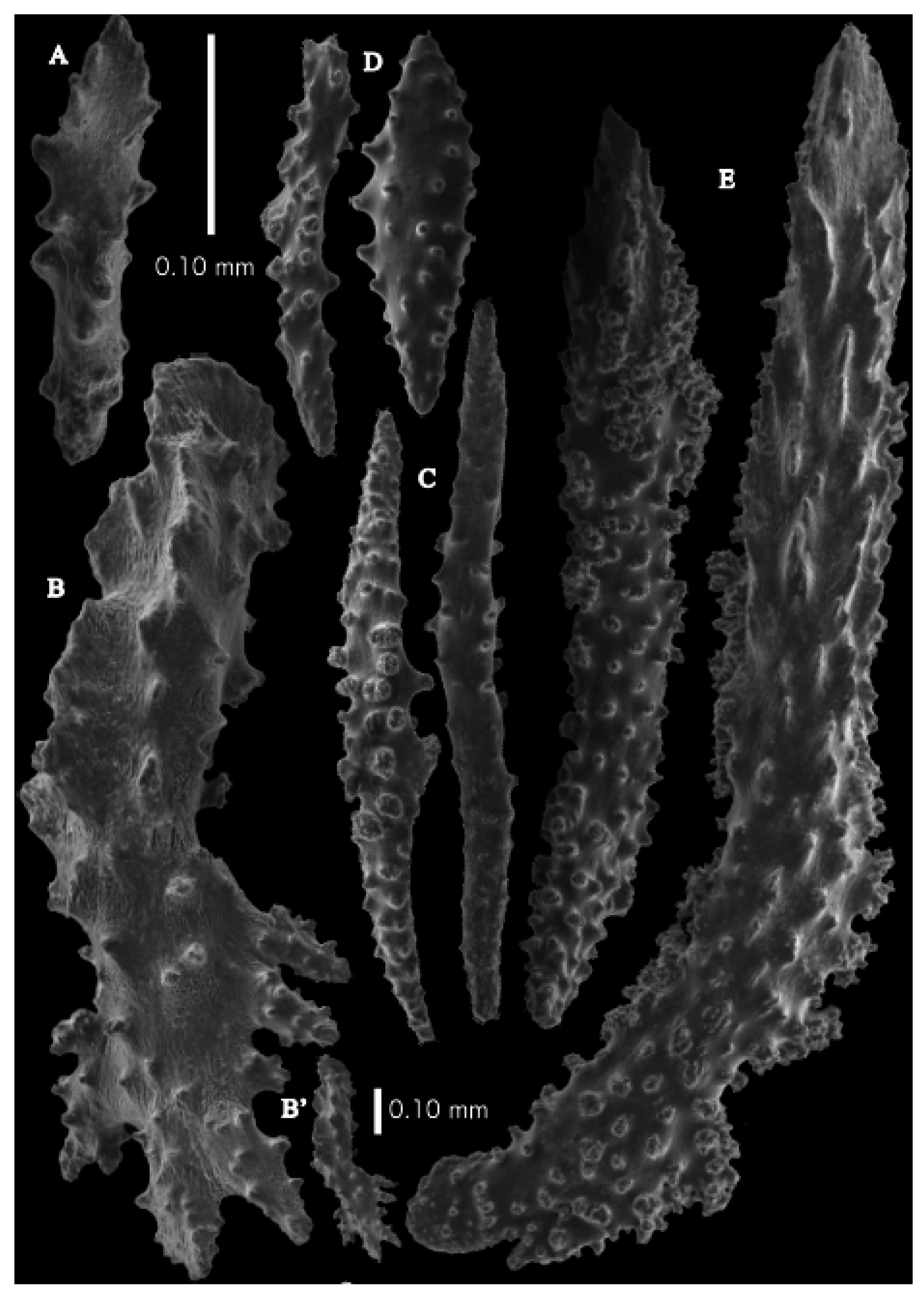 Taxonomy 03 00018 g042