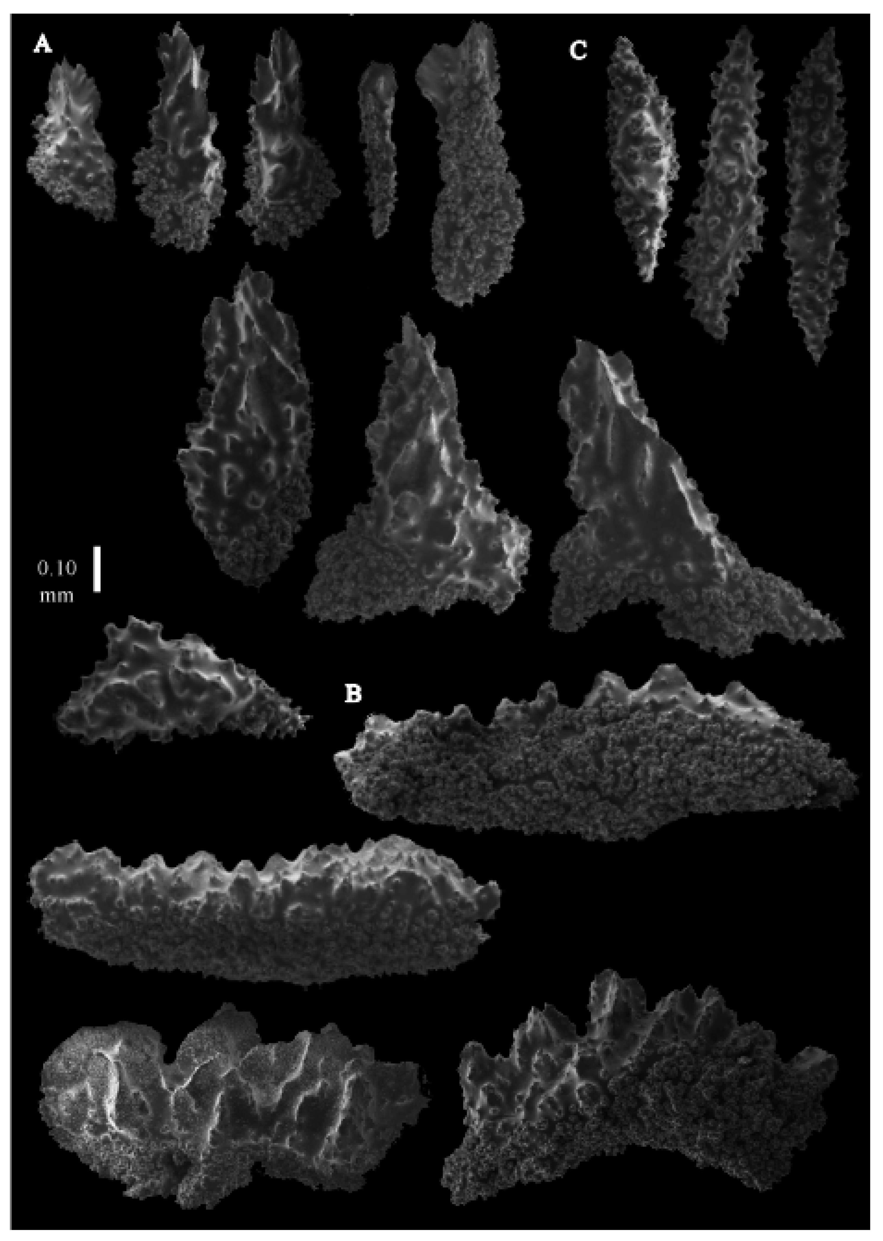 Taxonomy 03 00018 g043