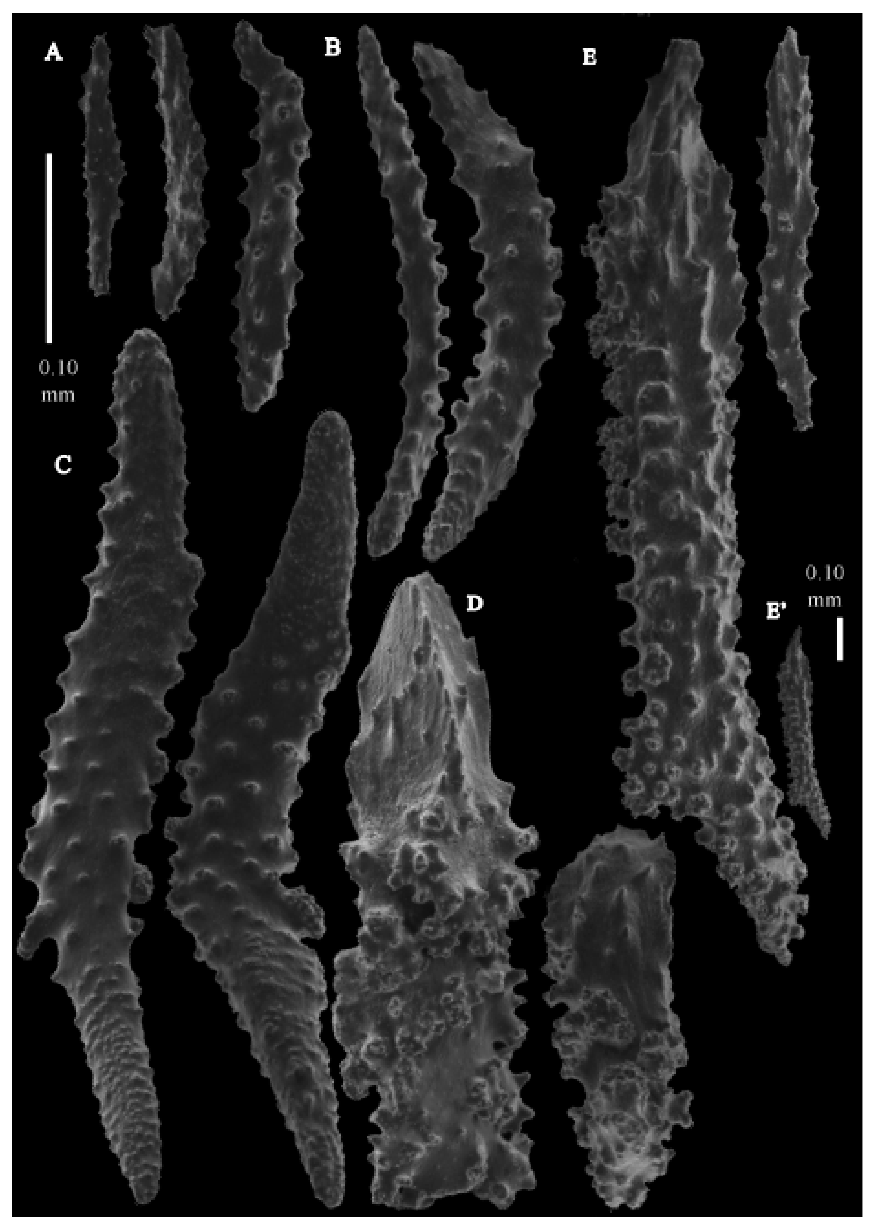 Taxonomy 03 00018 g044