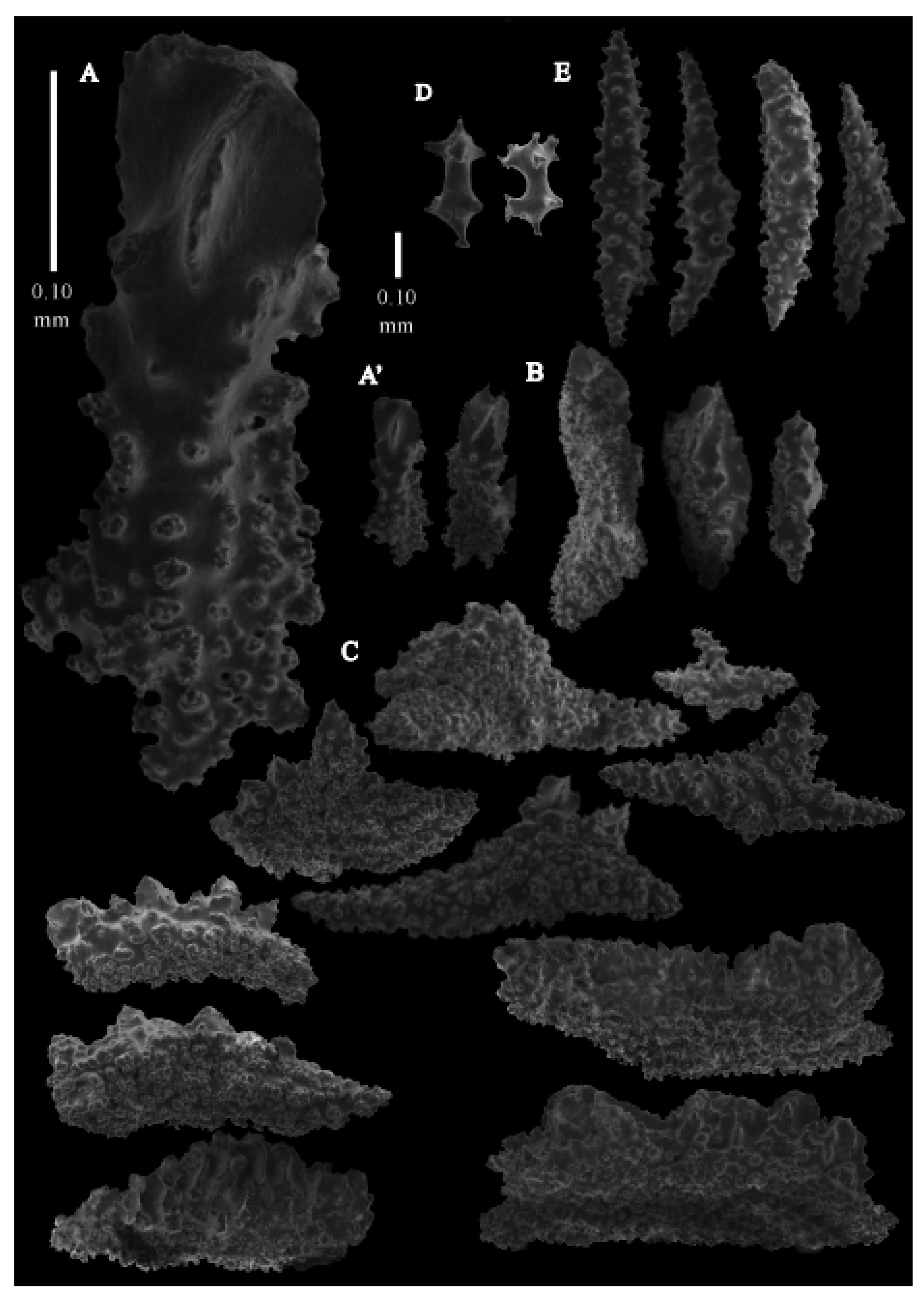 Taxonomy 03 00018 g045