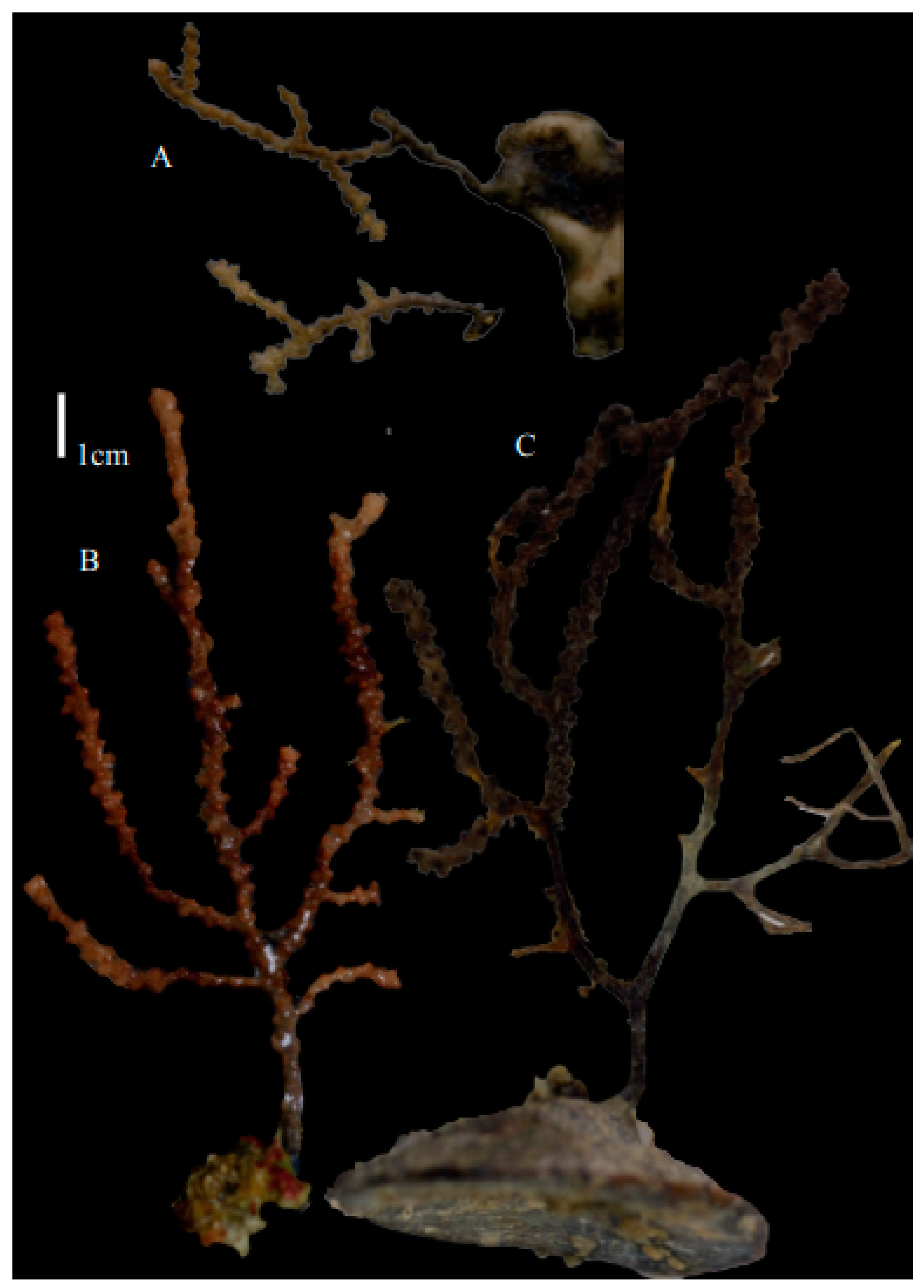 Taxonomy 03 00018 g046
