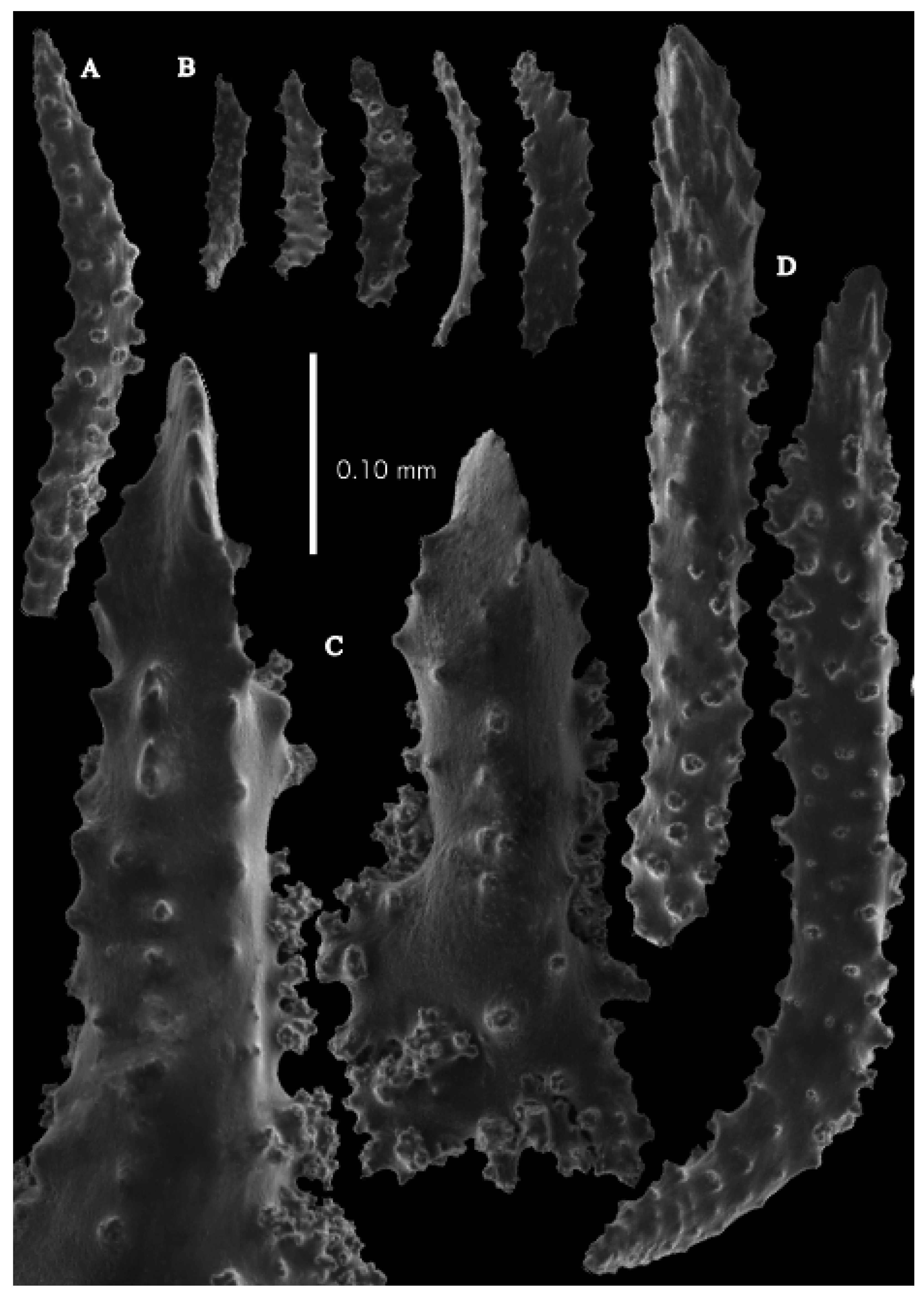 Taxonomy 03 00018 g047