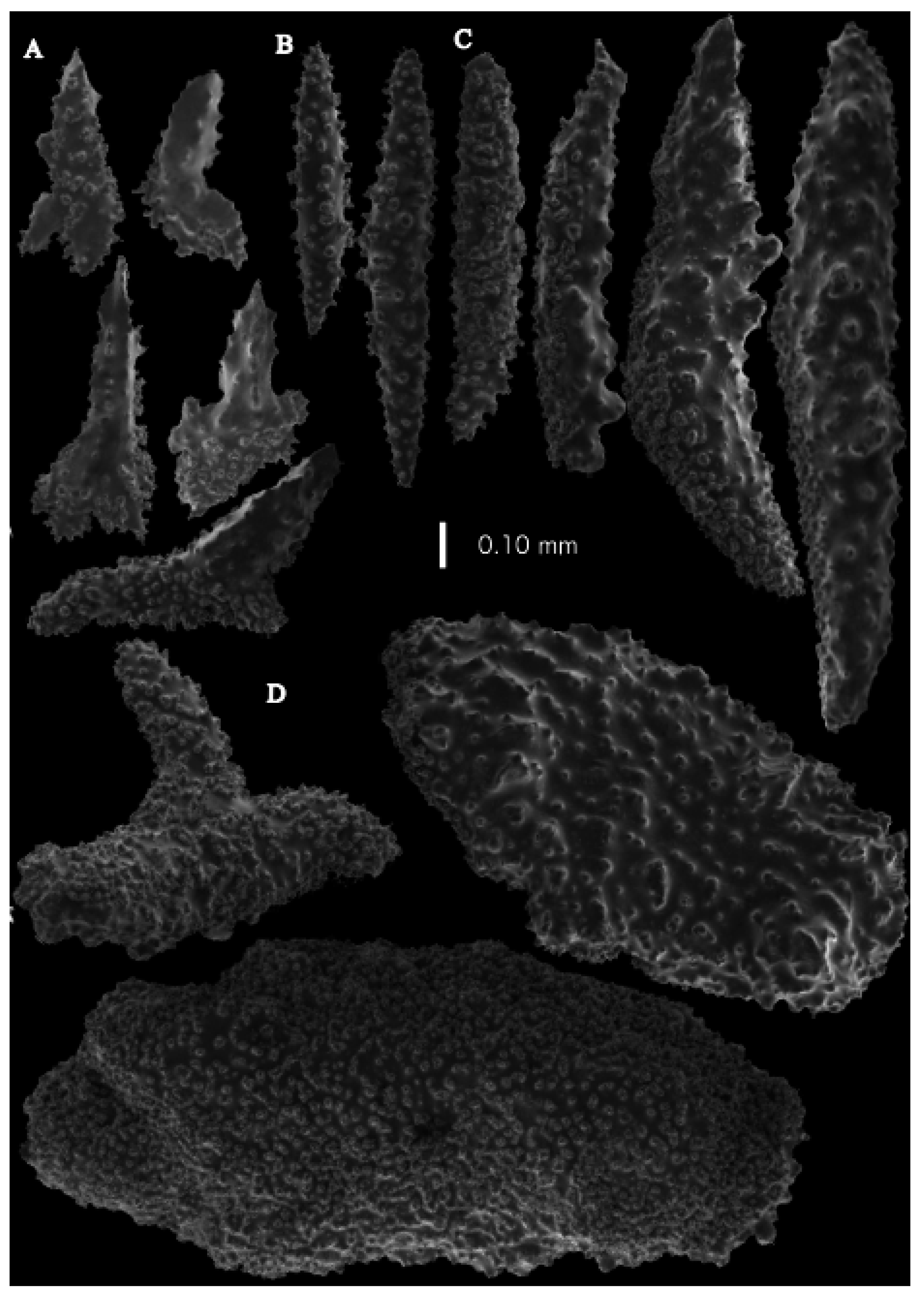 Taxonomy 03 00018 g048