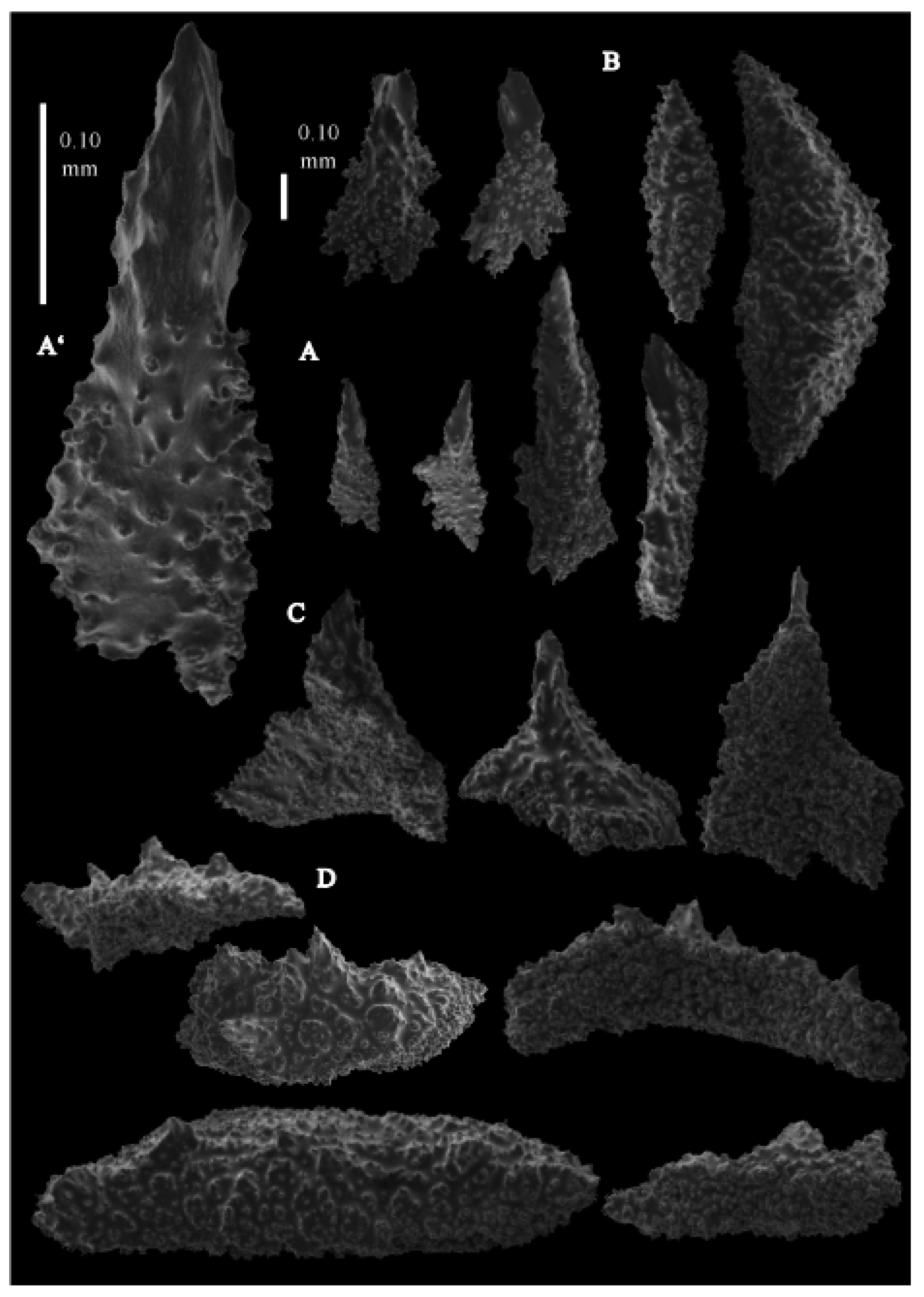 Taxonomy 03 00018 g050
