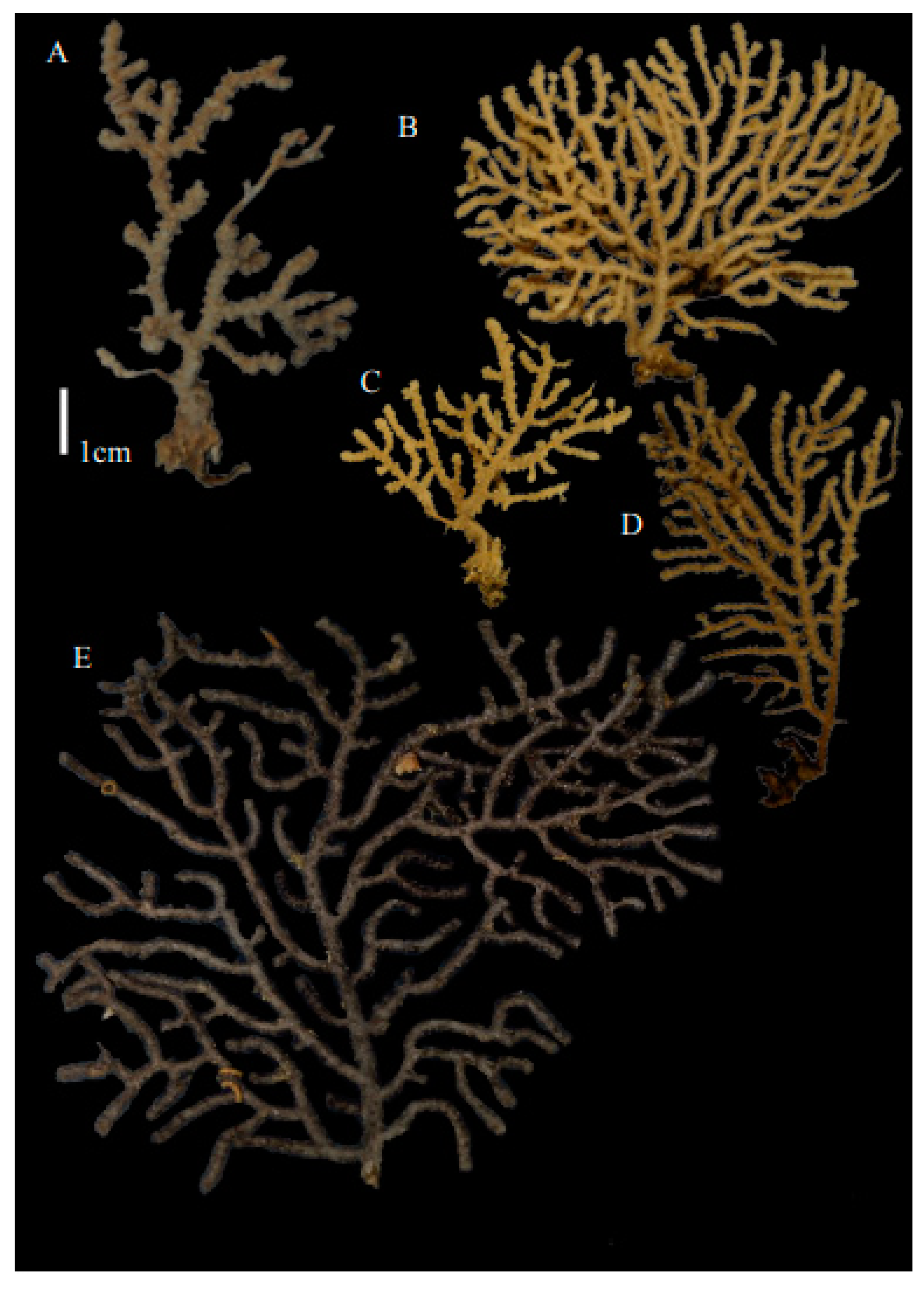 Taxonomy 03 00018 g051