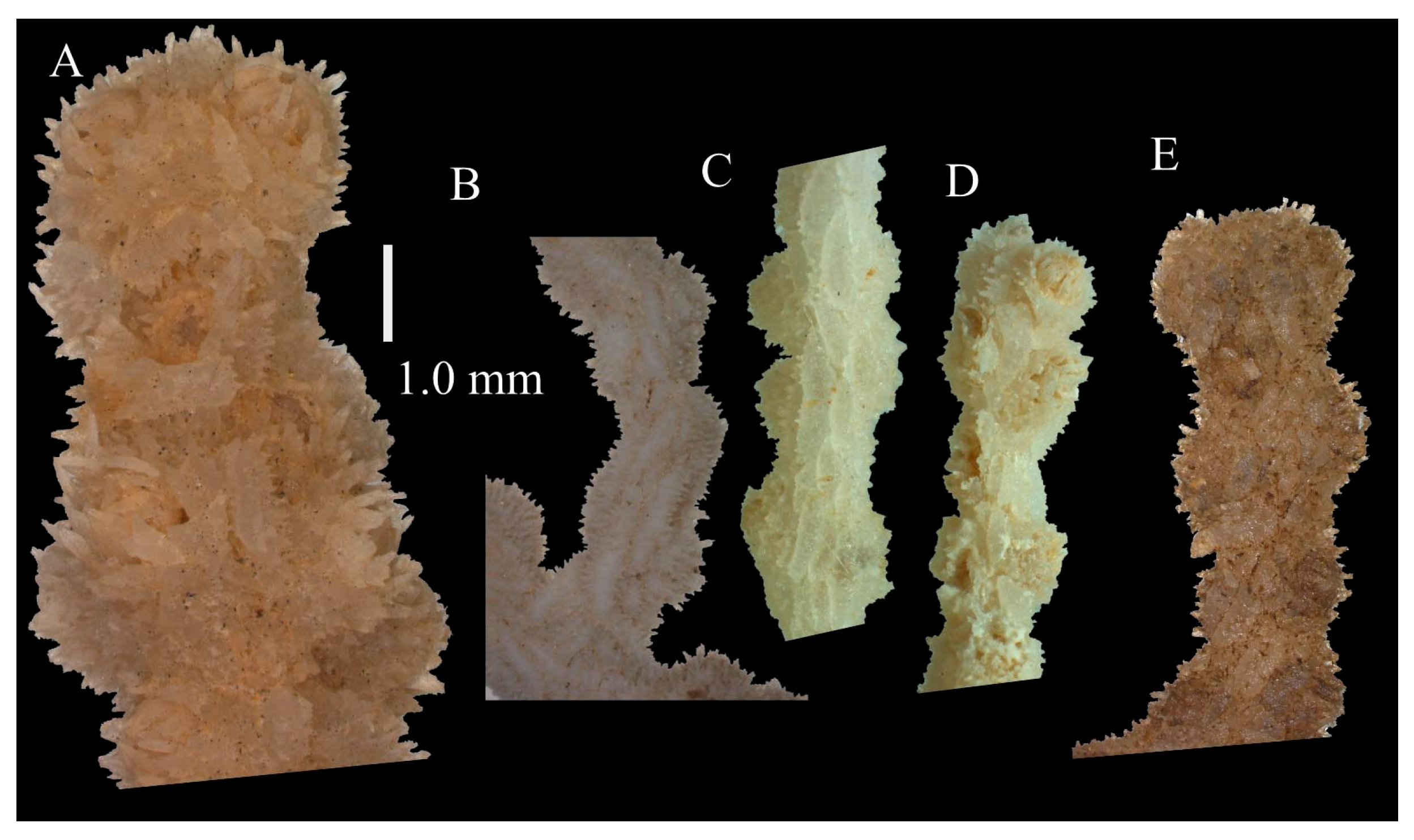 Taxonomy 03 00018 g052