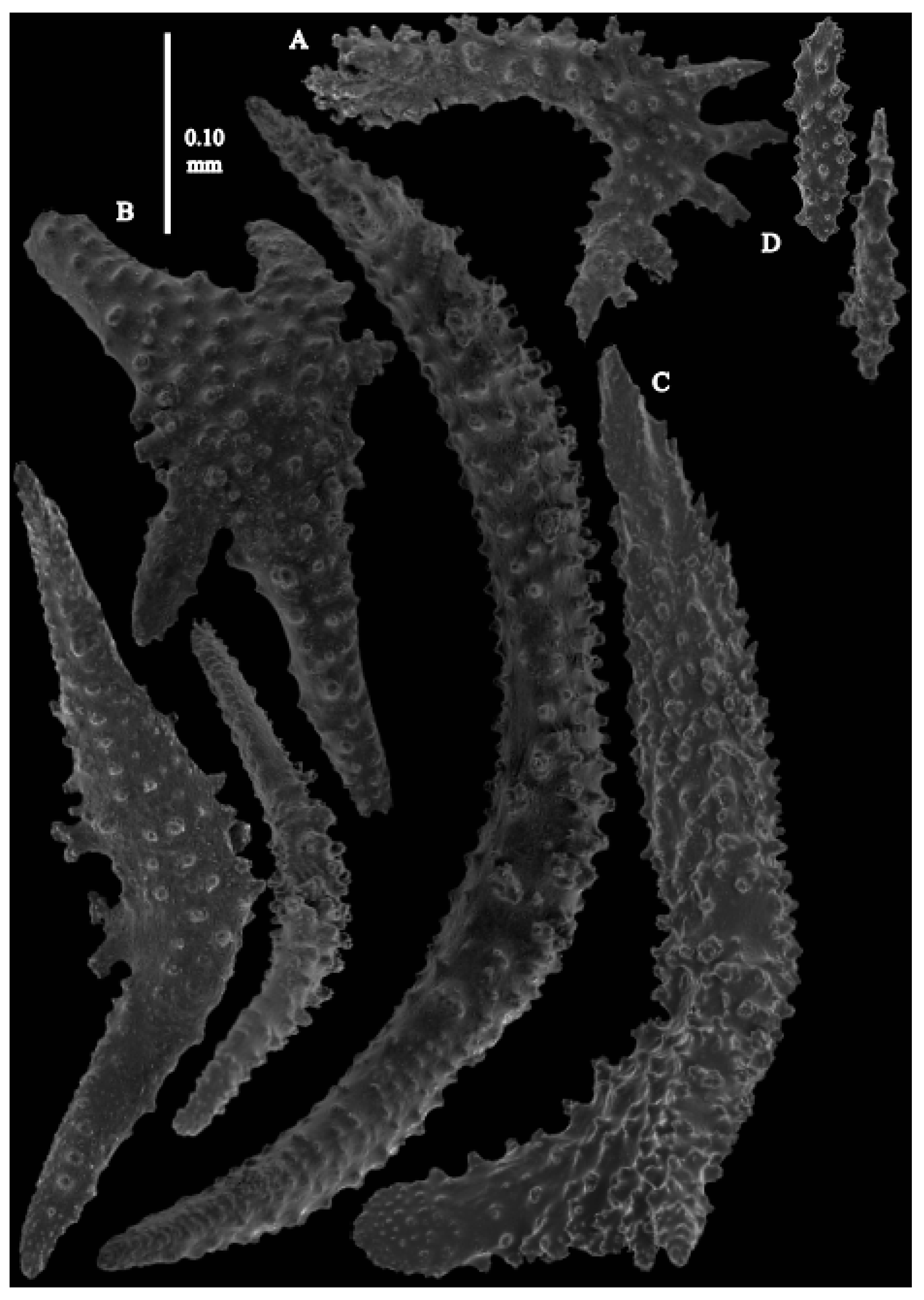 Taxonomy 03 00018 g053