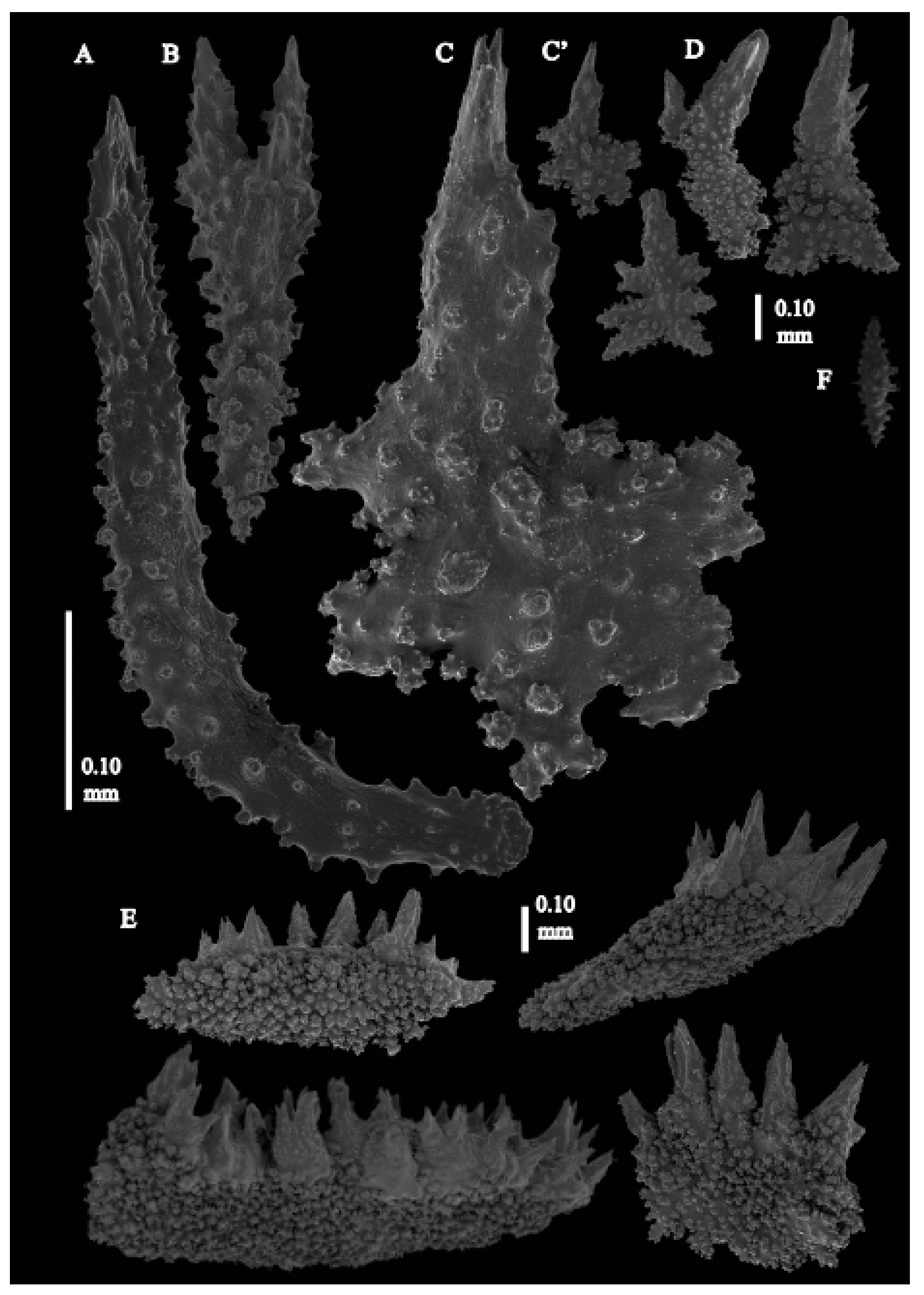 Taxonomy 03 00018 g054