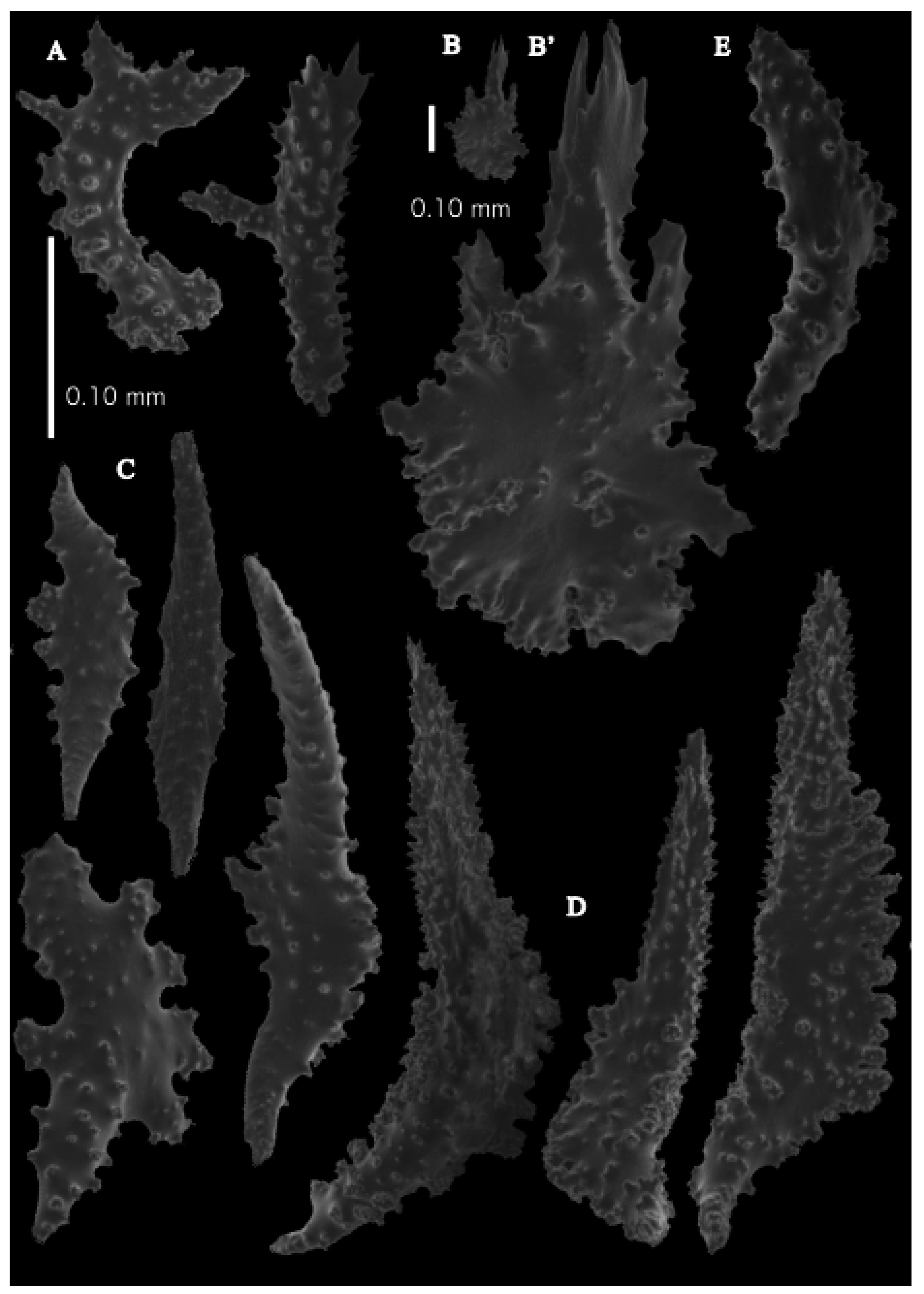 Taxonomy 03 00018 g055