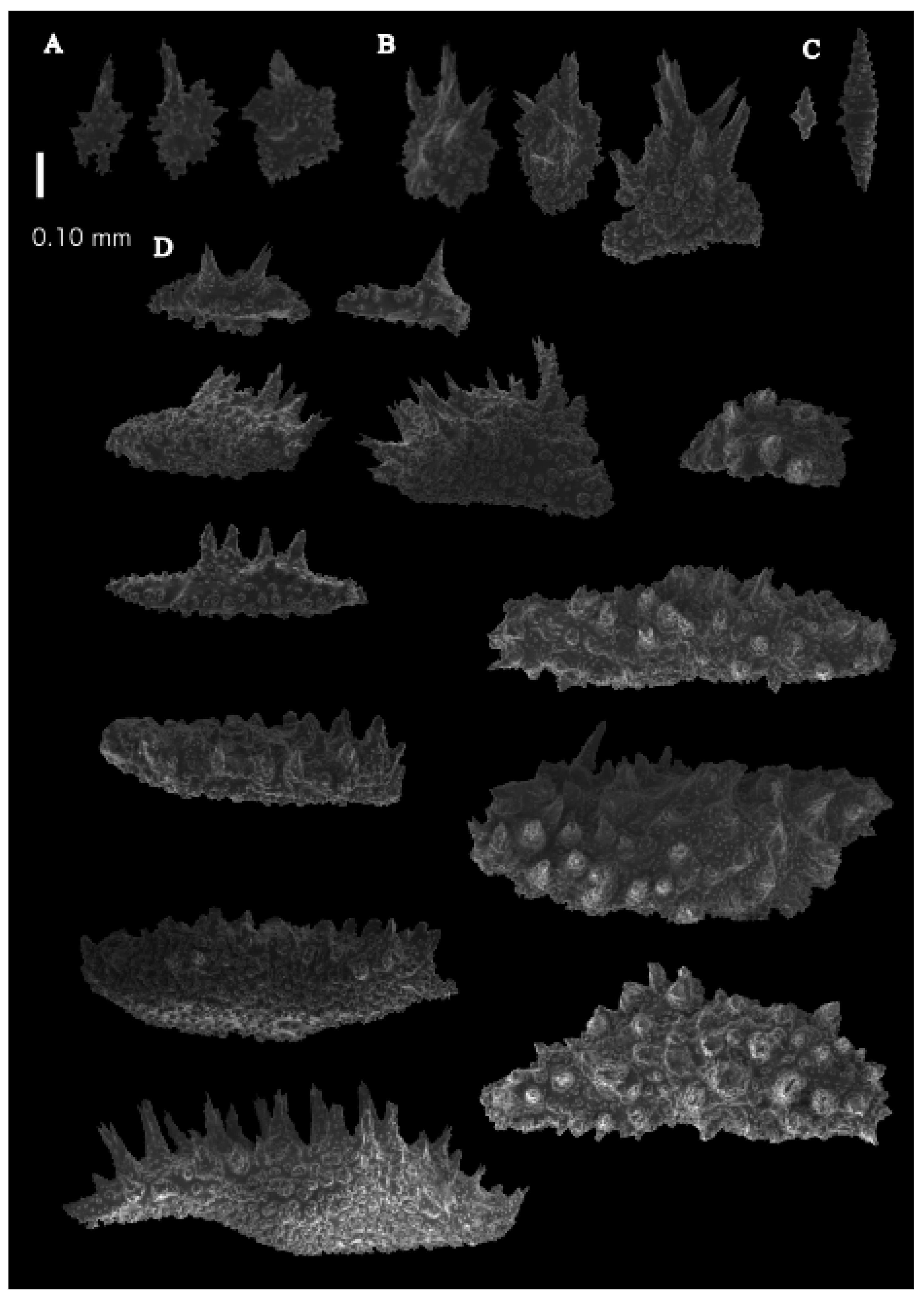 Taxonomy 03 00018 g056