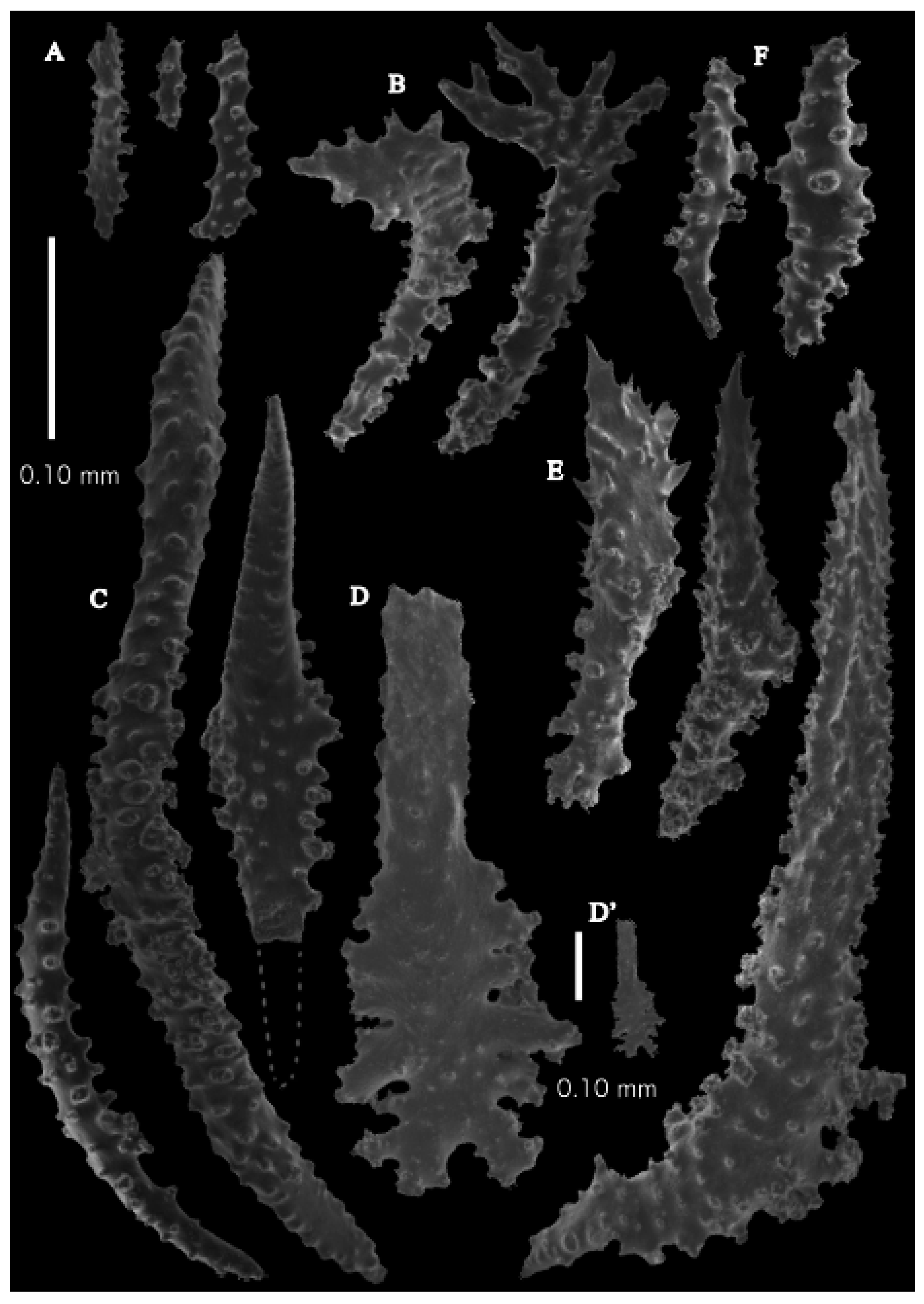 Taxonomy 03 00018 g057