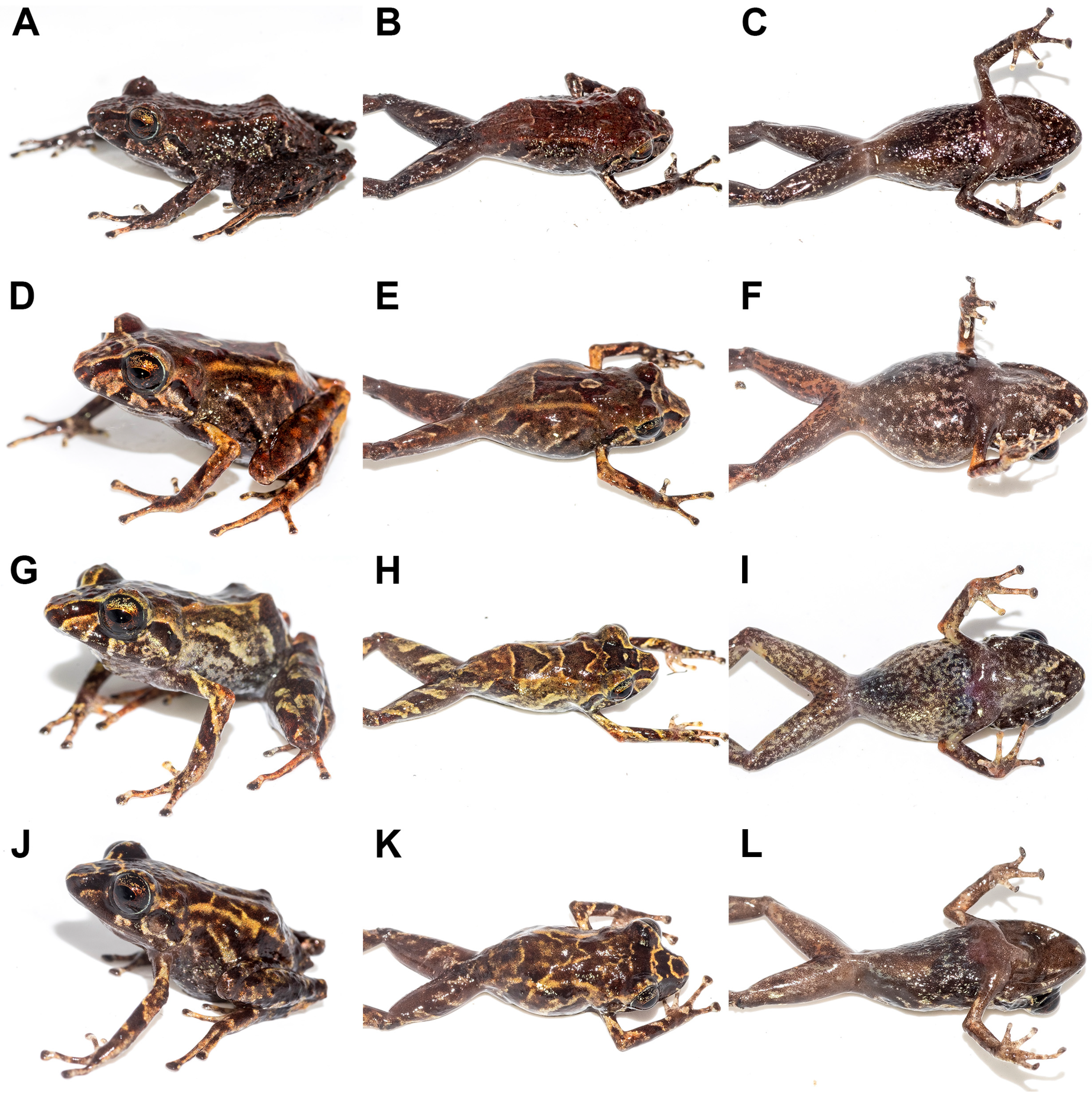 Taxonomy 03 00019 g003