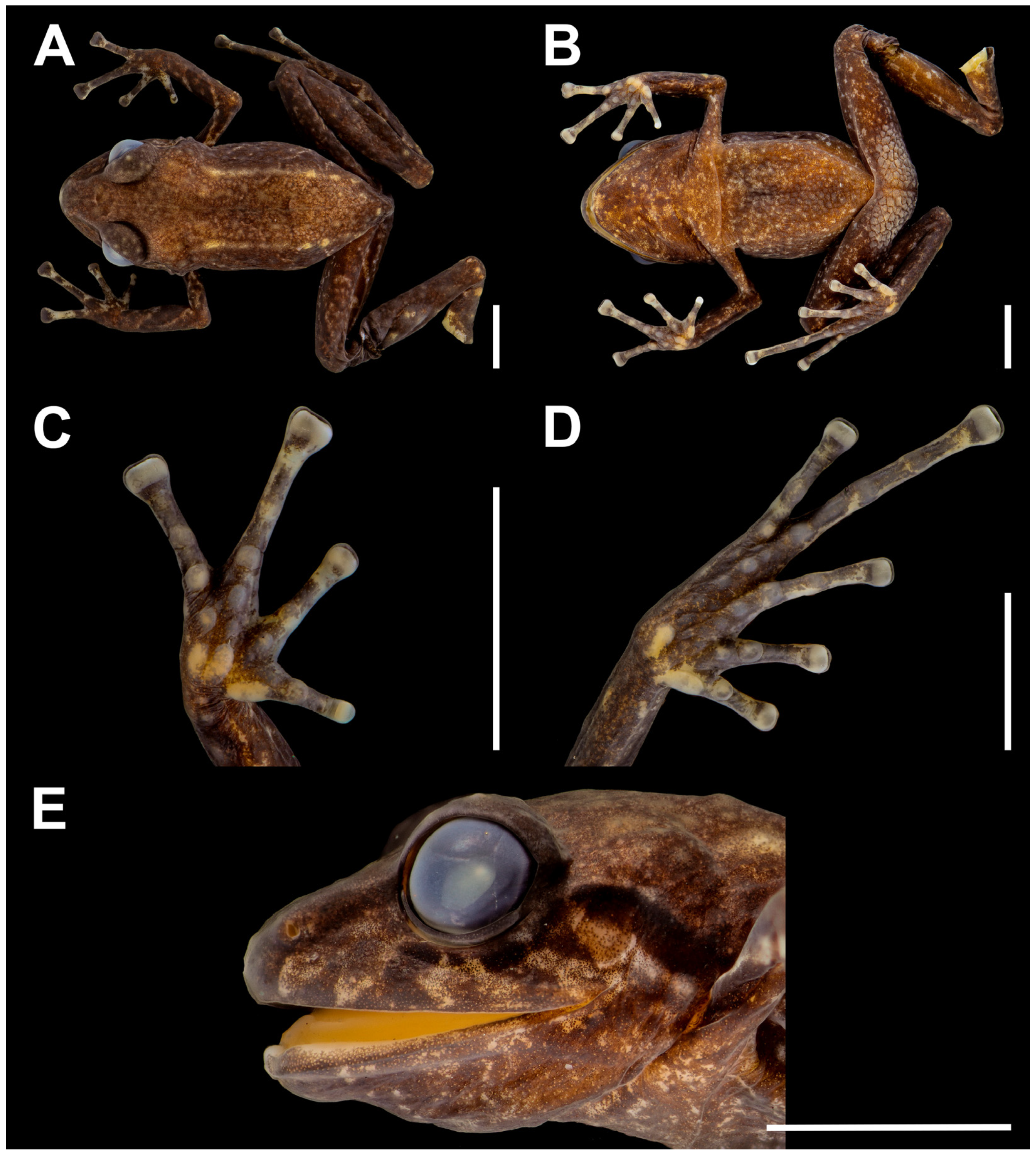 Taxonomy 03 00019 g004