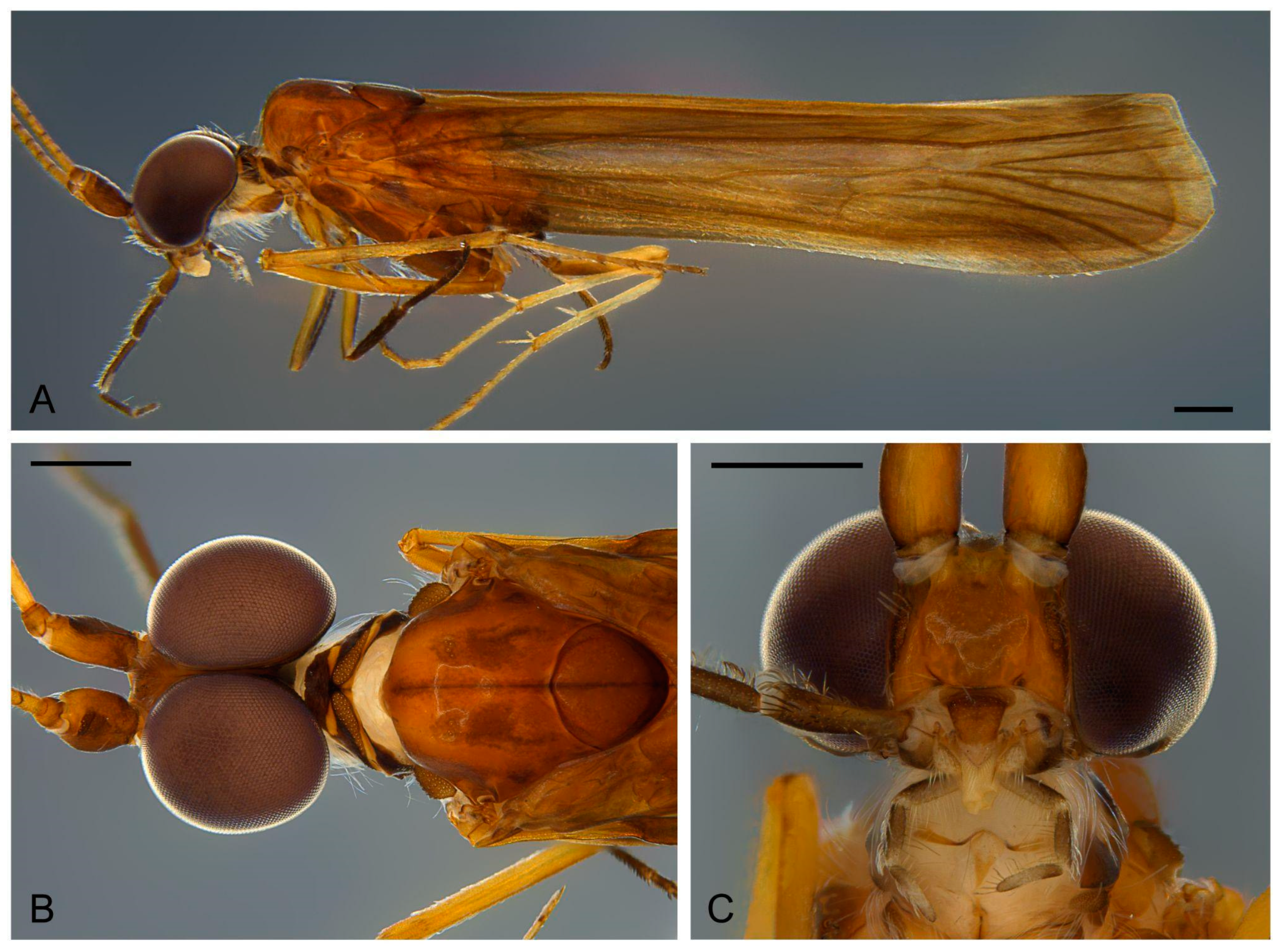 Taxonomy 03 00022 g002