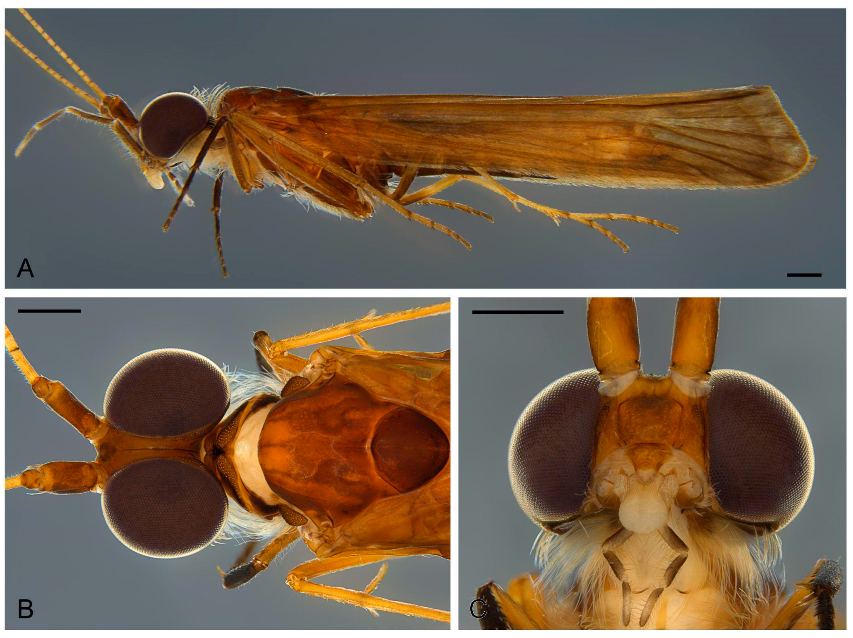 Taxonomy 03 00022 g005