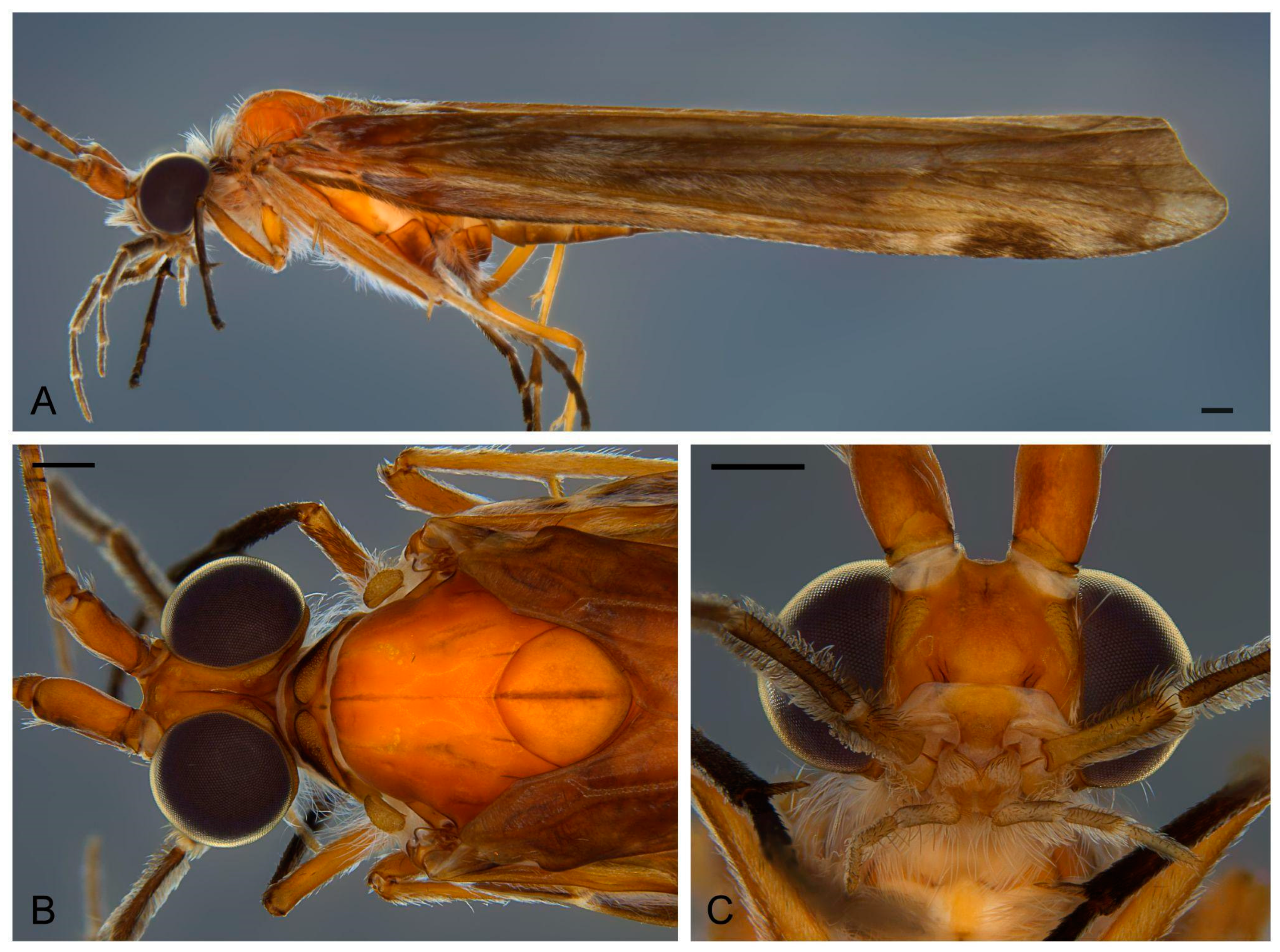 Taxonomy 03 00022 g011