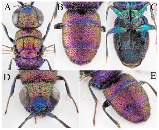 Taxonomy 03 00023 g002
