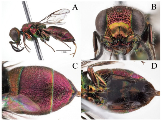 Taxonomy 03 00023 g003