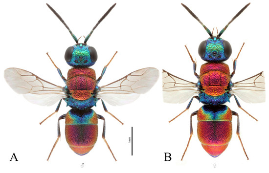 Taxonomy 03 00023 g007
