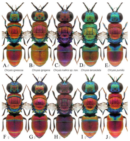 Taxonomy 03 00023 g008