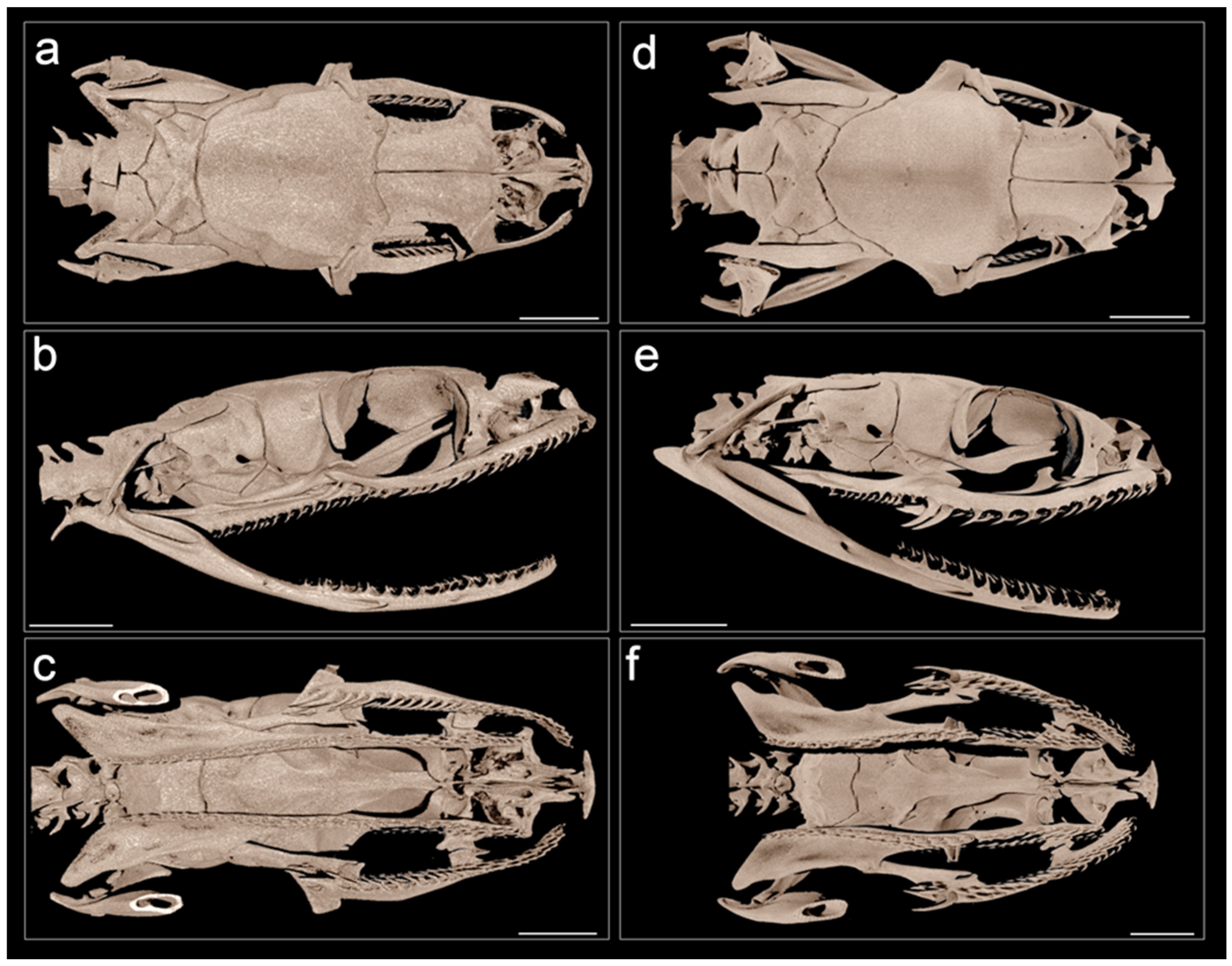 Taxonomy 03 00024 g002