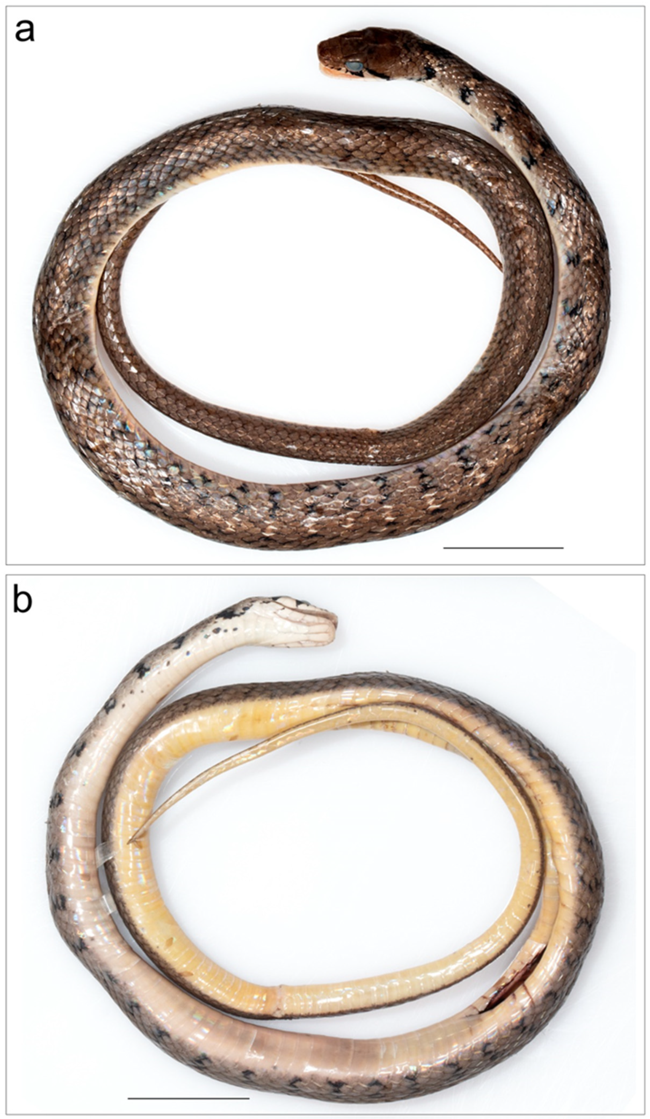 Taxonomy 03 00024 g004