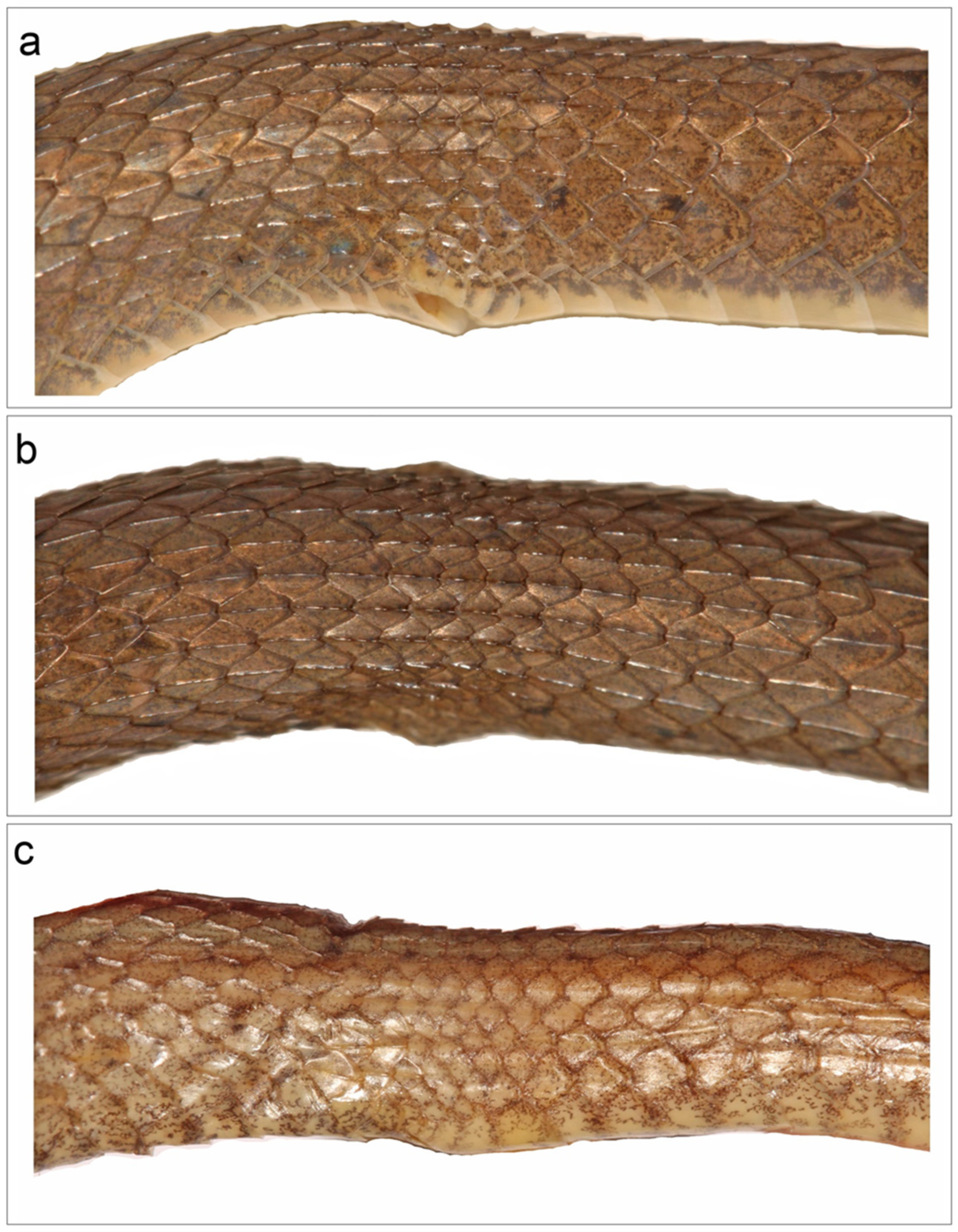 Taxonomy 03 00024 g006