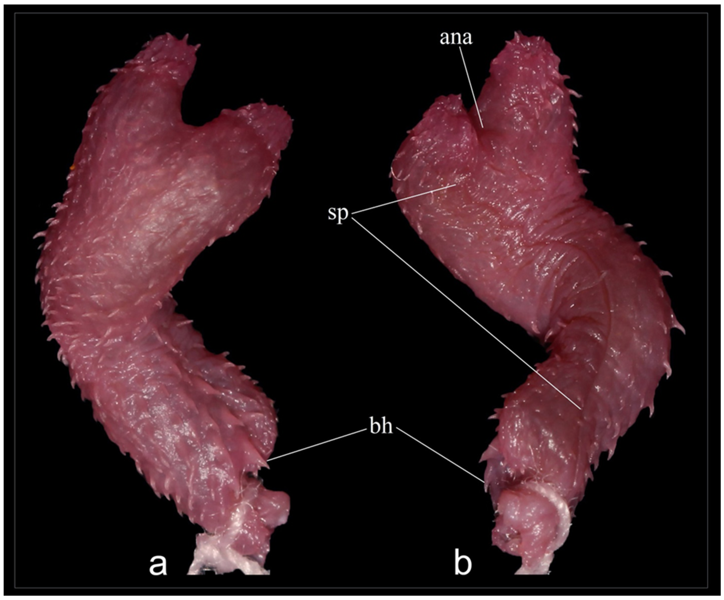 Taxonomy 03 00024 g007