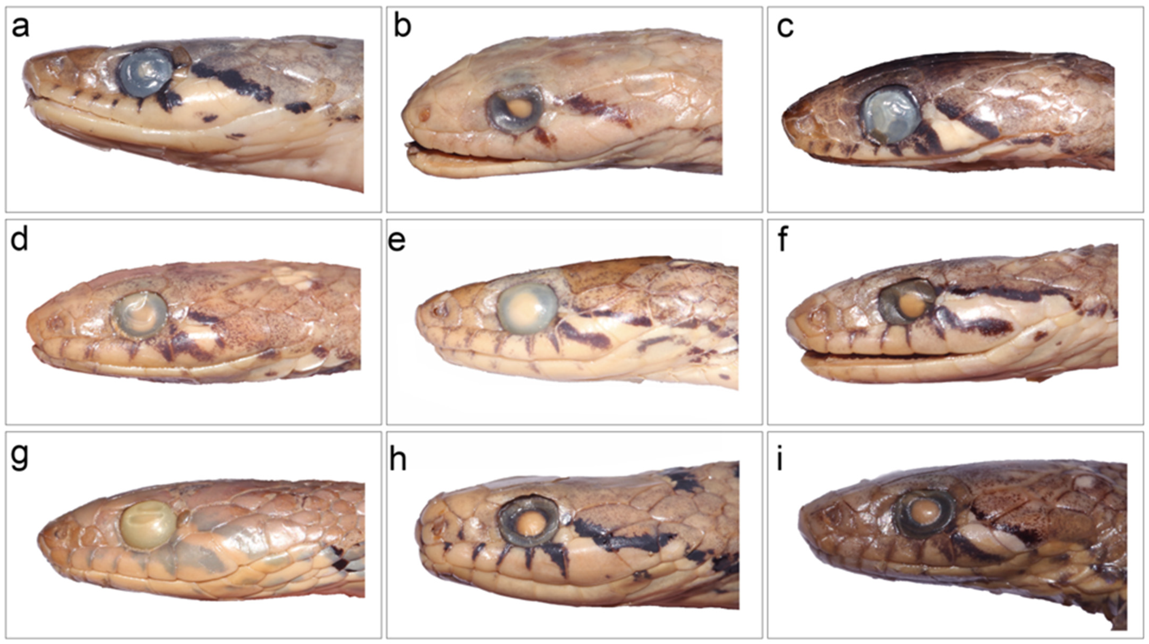 Taxonomy 03 00024 g008