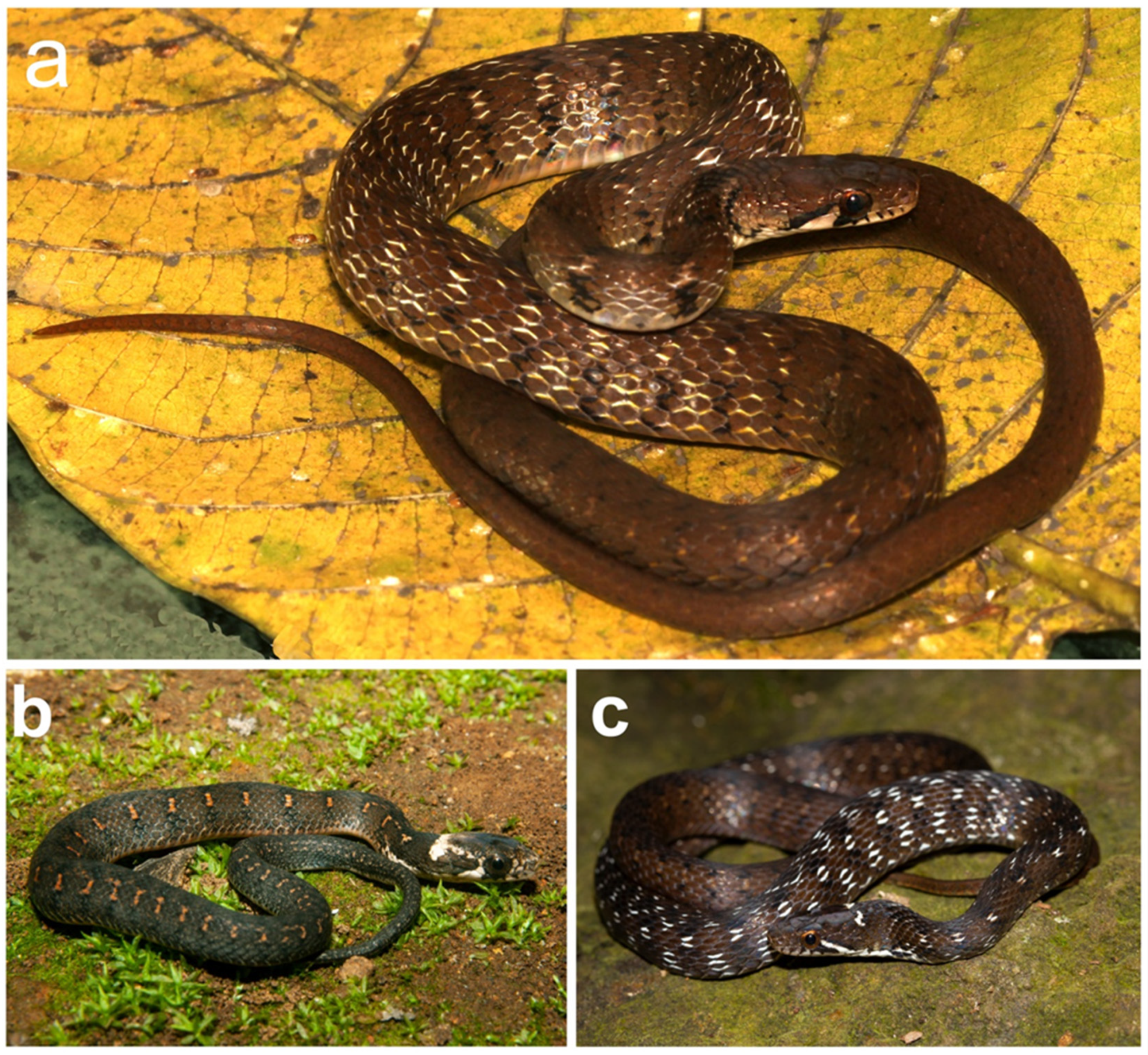 Taxonomy 03 00024 g009