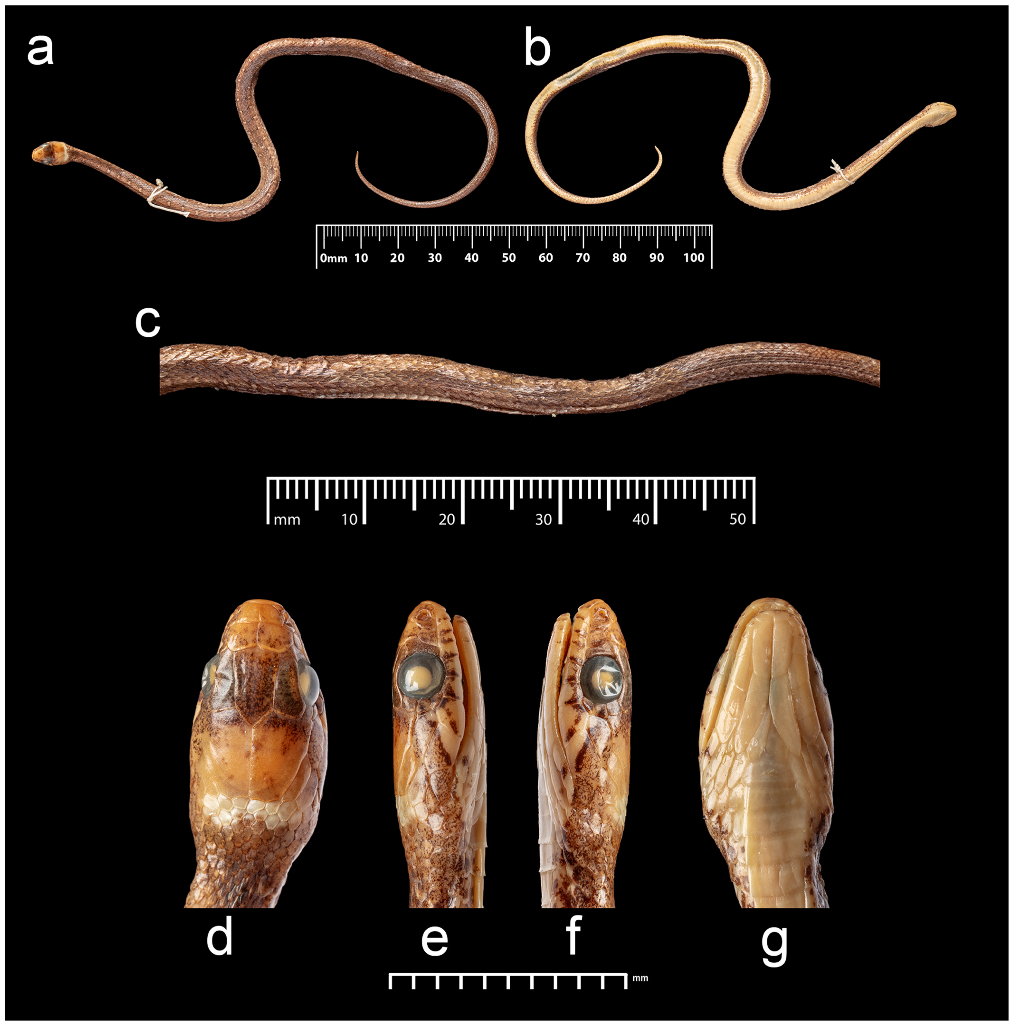Taxonomy 03 00024 g010