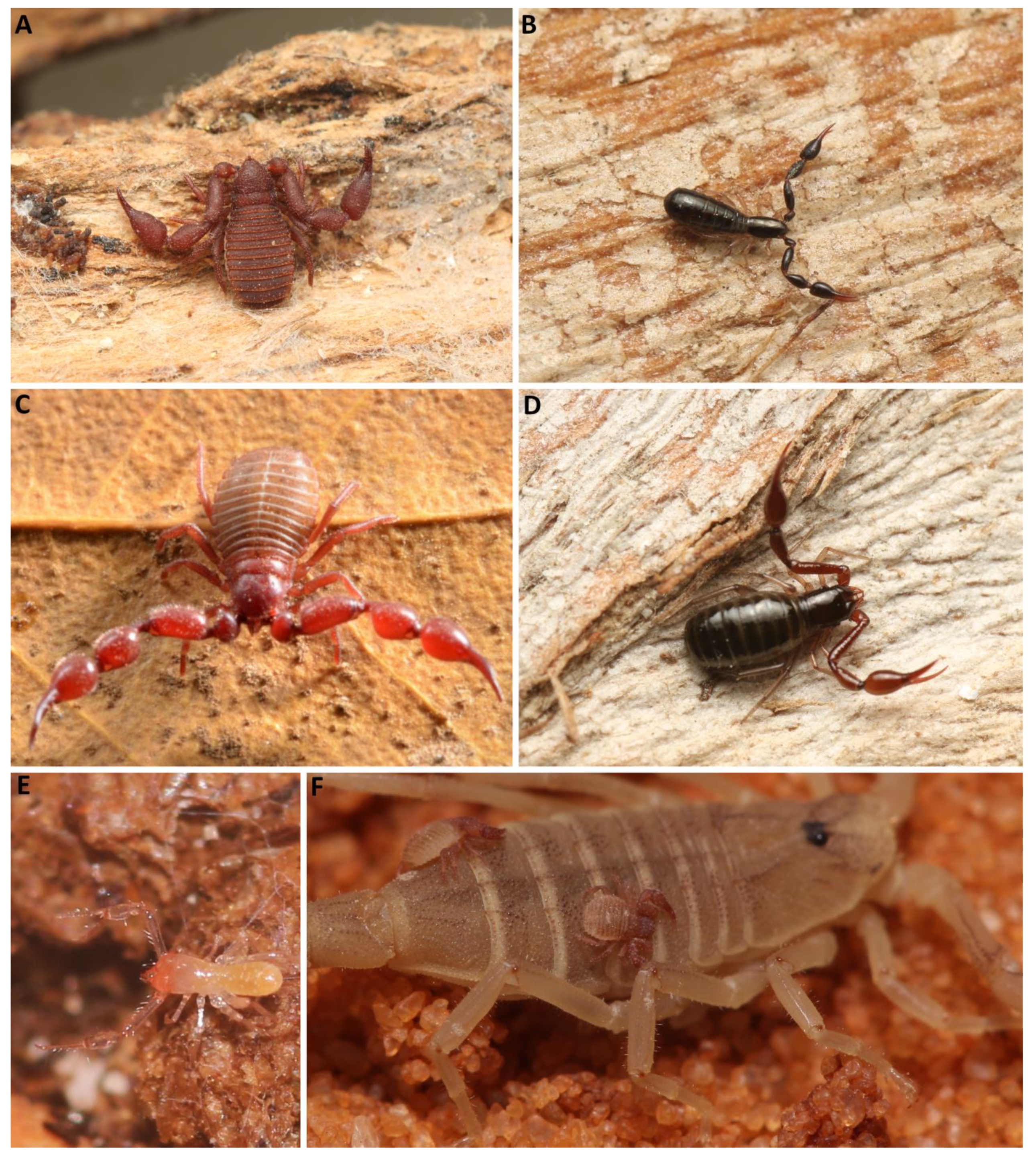 Taxonomy 03 00027 g006