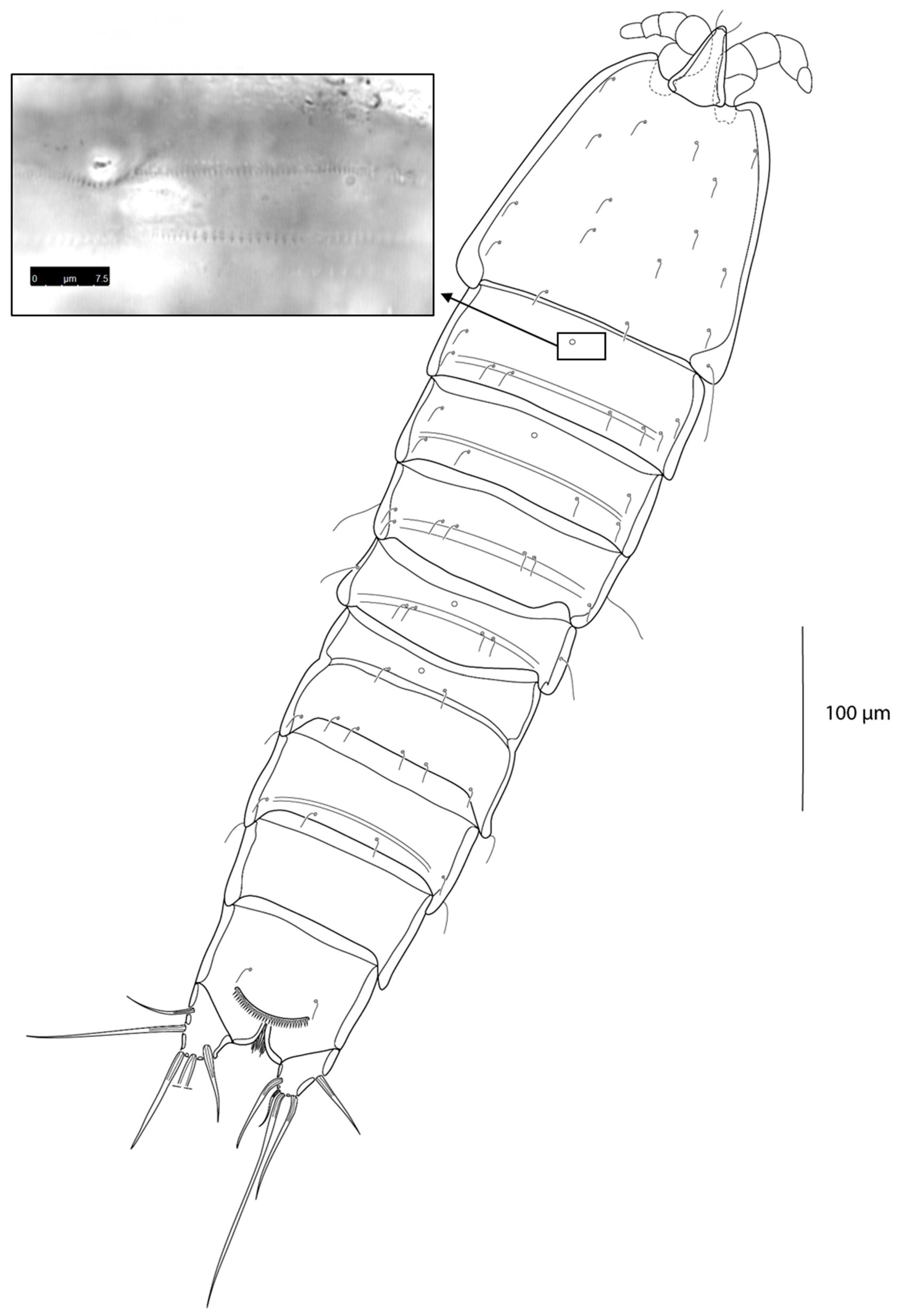 Taxonomy 03 00030 g003