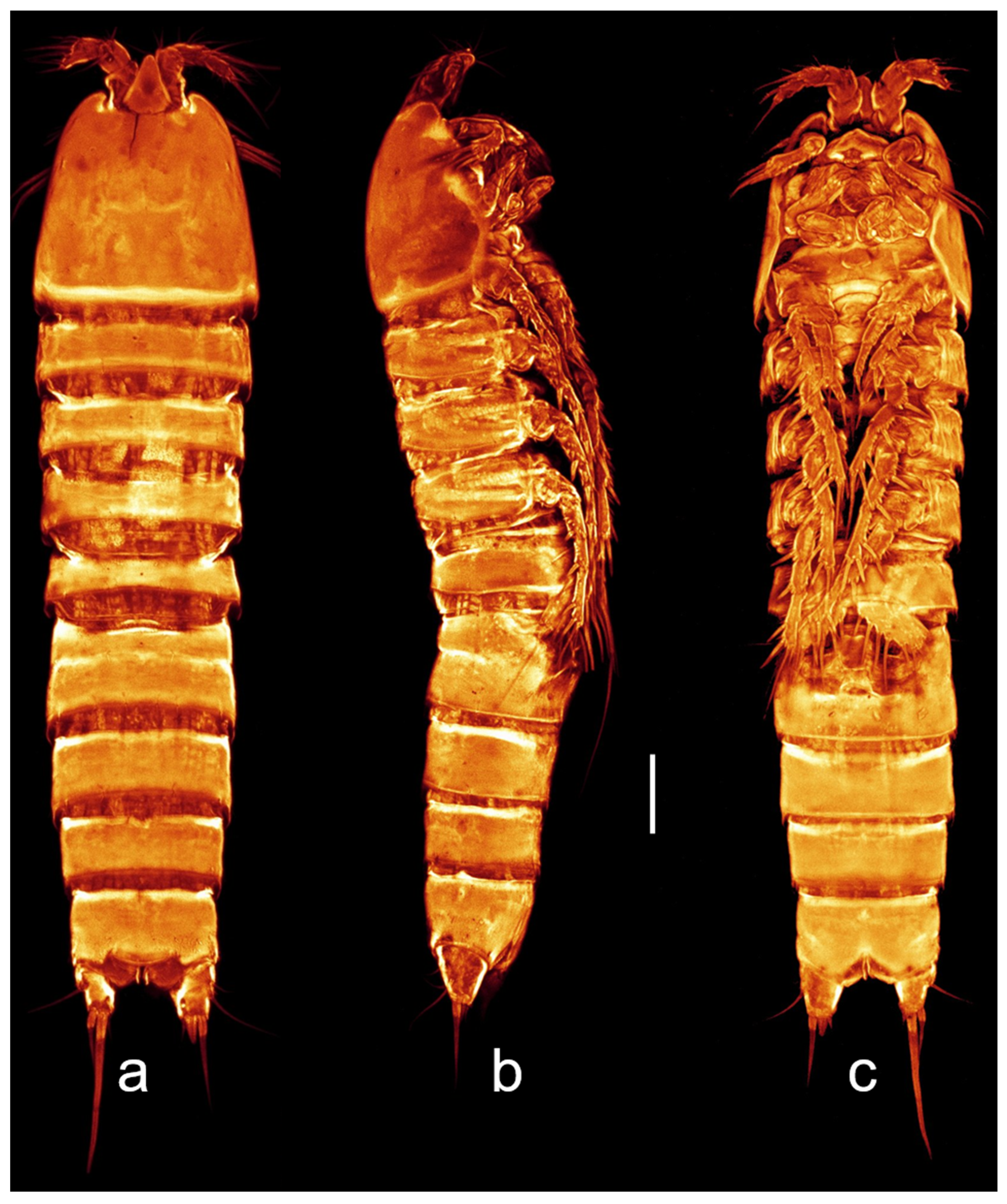 Taxonomy 03 00030 g004