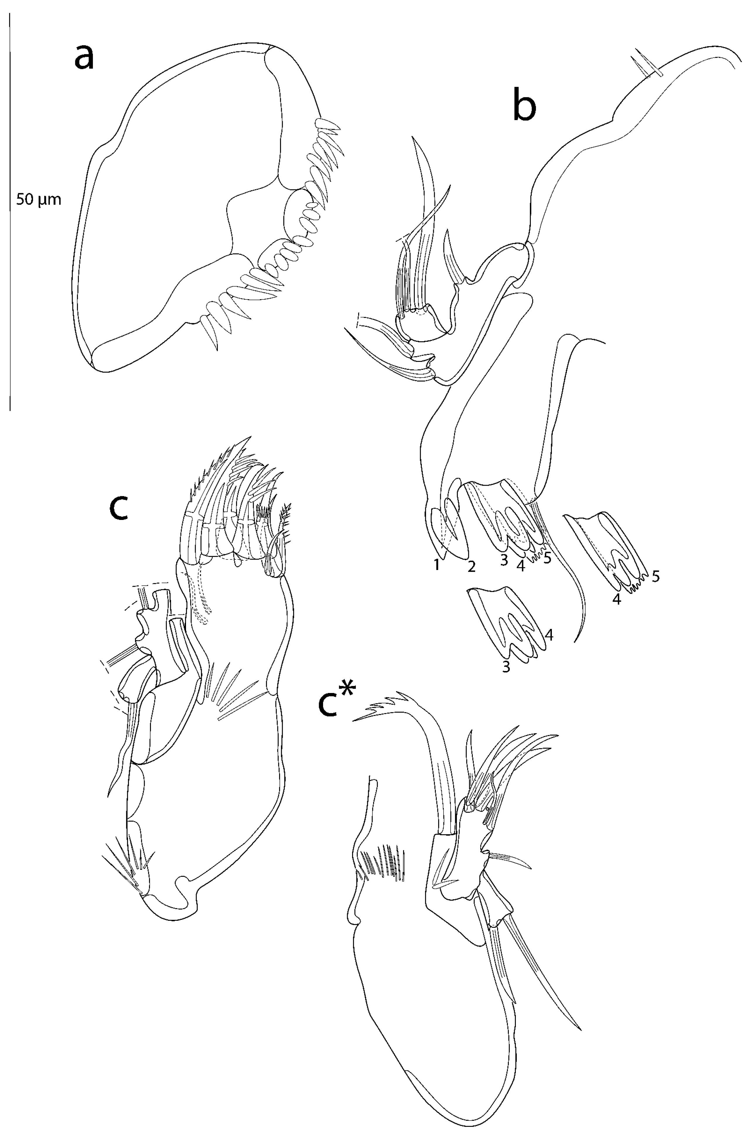 Taxonomy 03 00030 g007