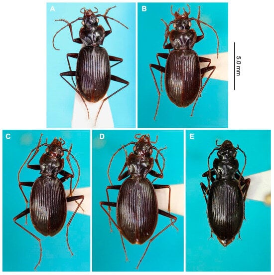 Taxonomy 03 00031 g002