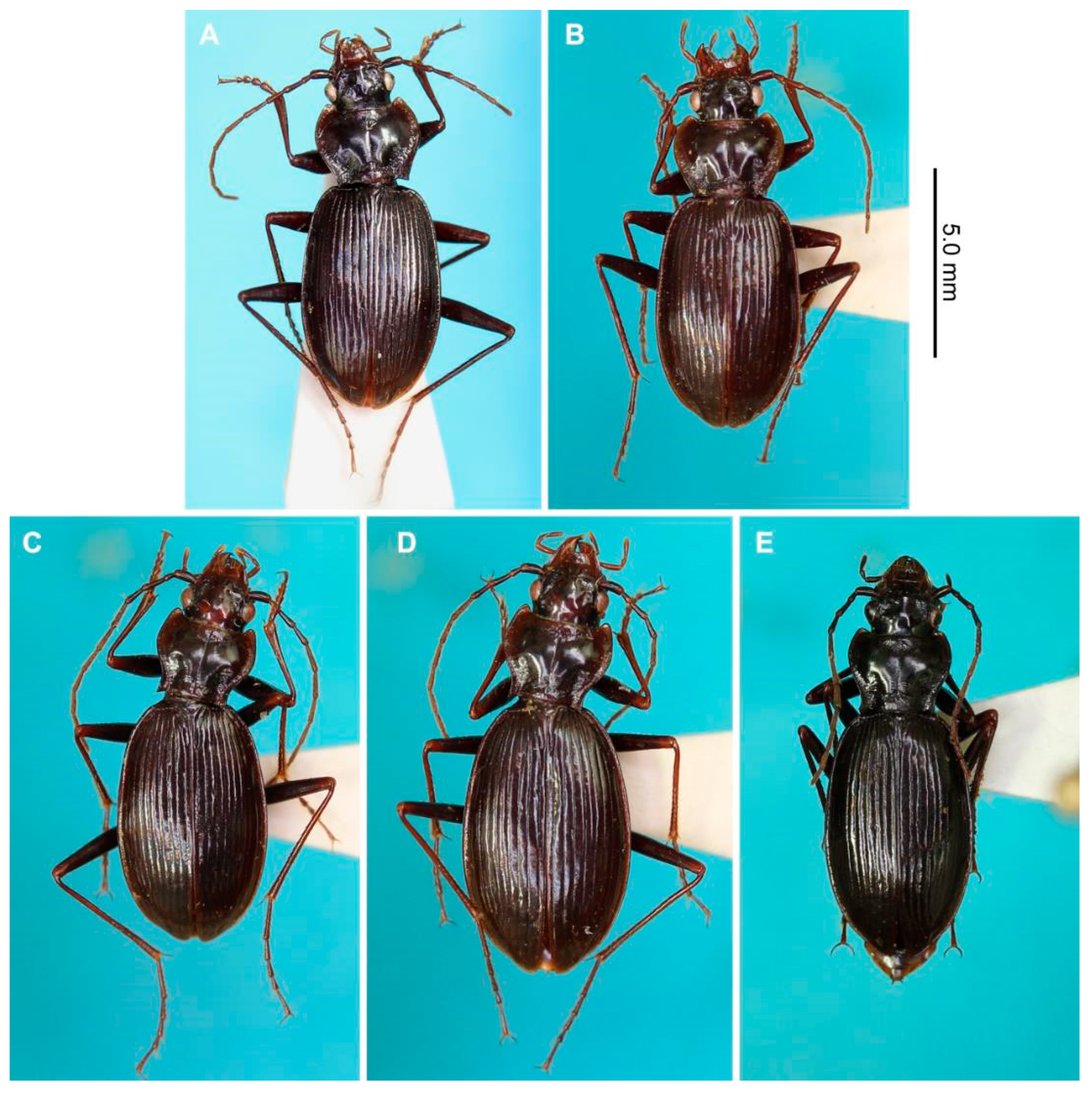 Taxonomy 03 00031 g002