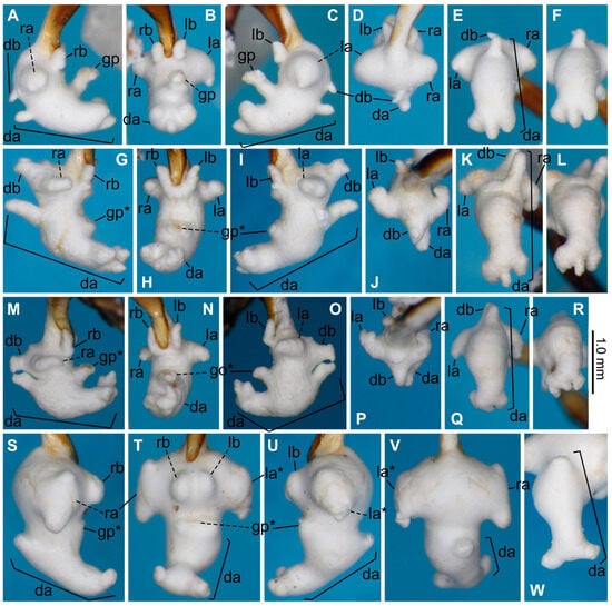 Taxonomy 03 00031 g003