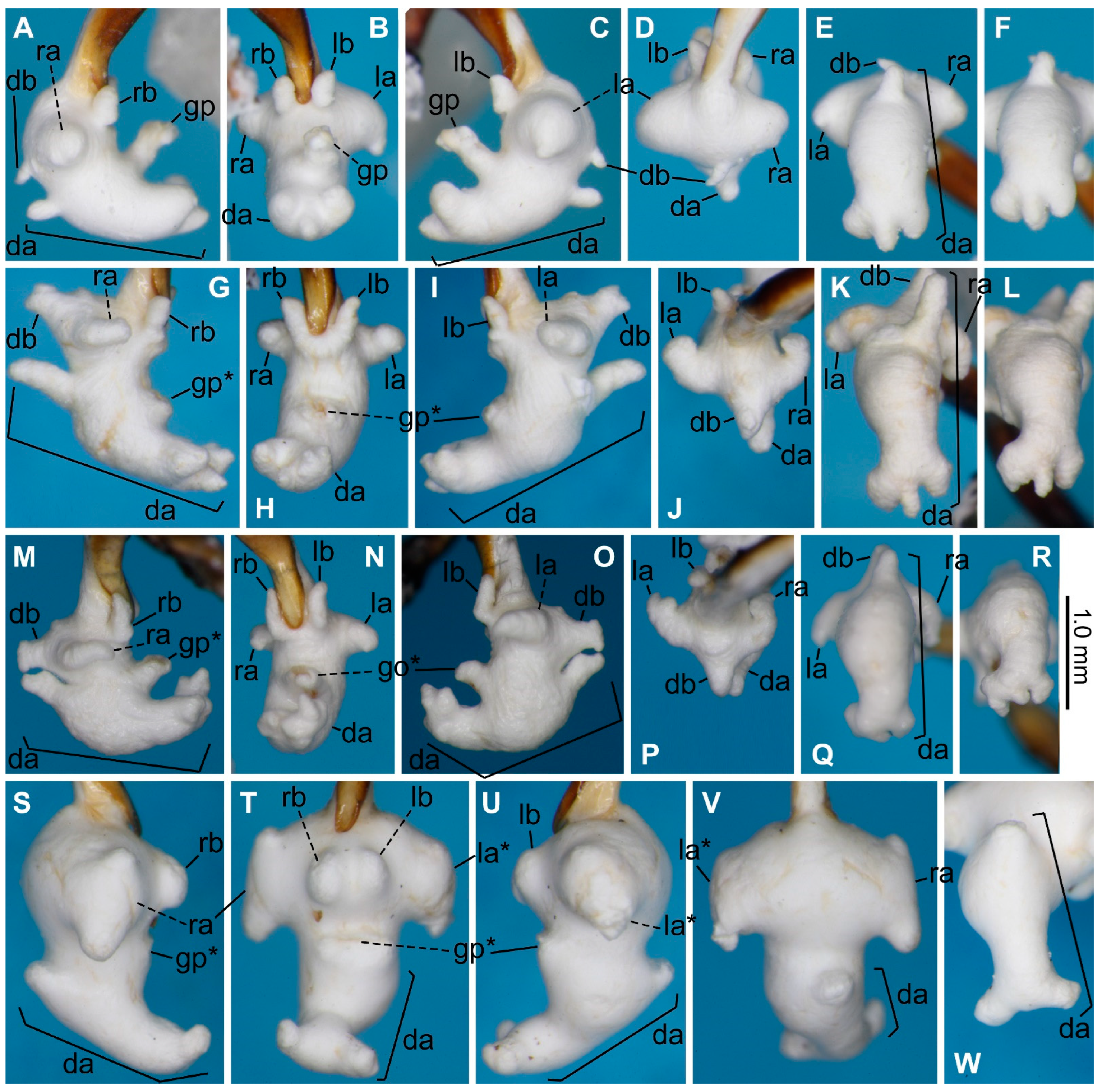 Taxonomy 03 00031 g003