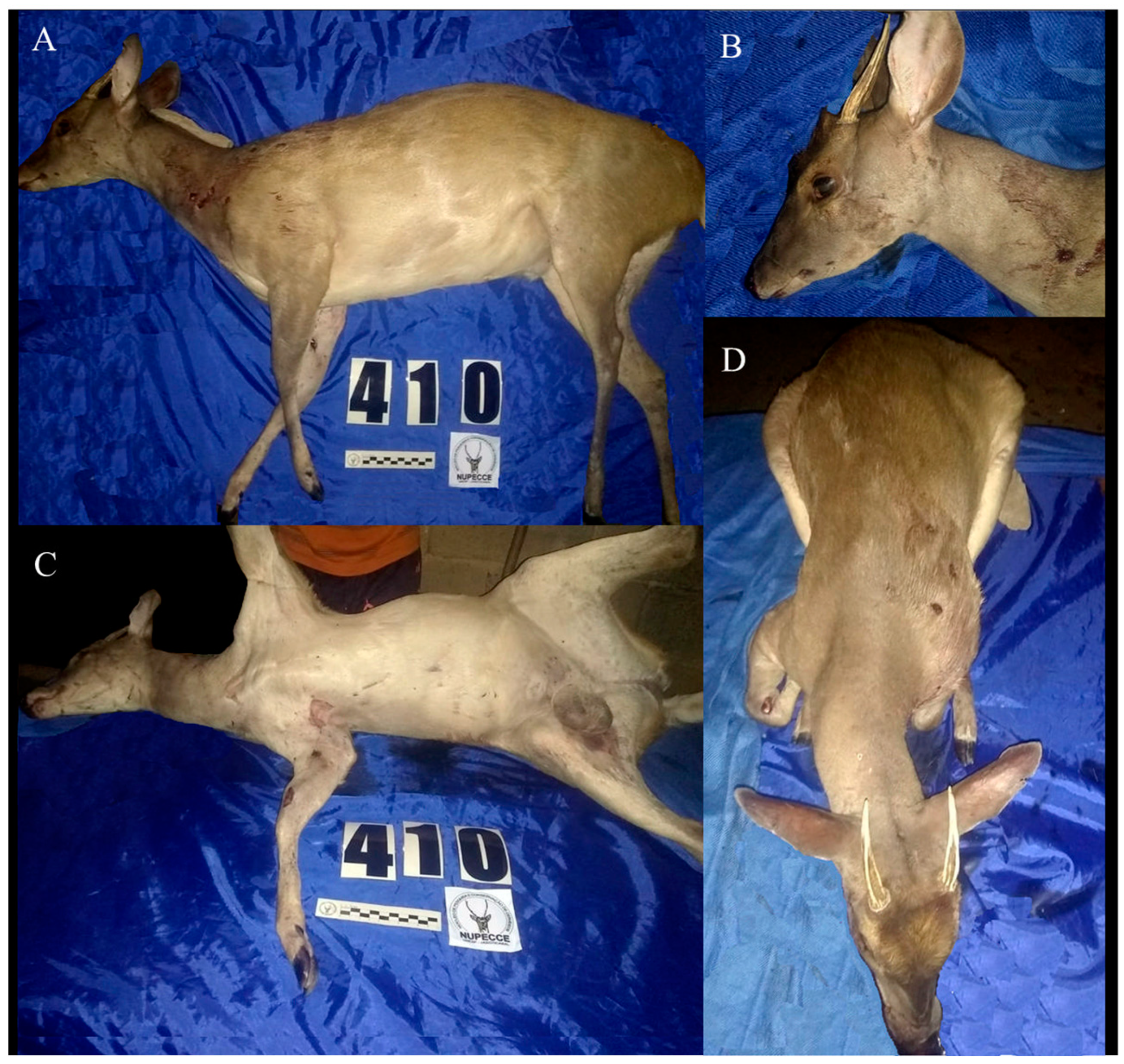 Taxonomy 04 00002 g001