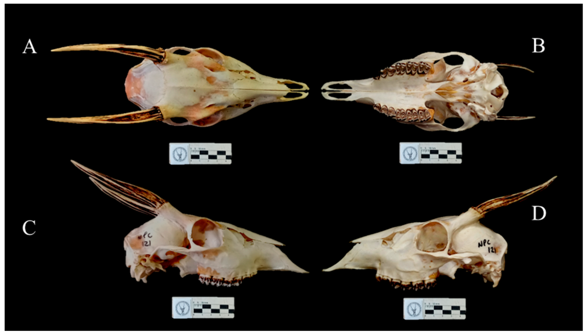 Taxonomy 04 00002 g002