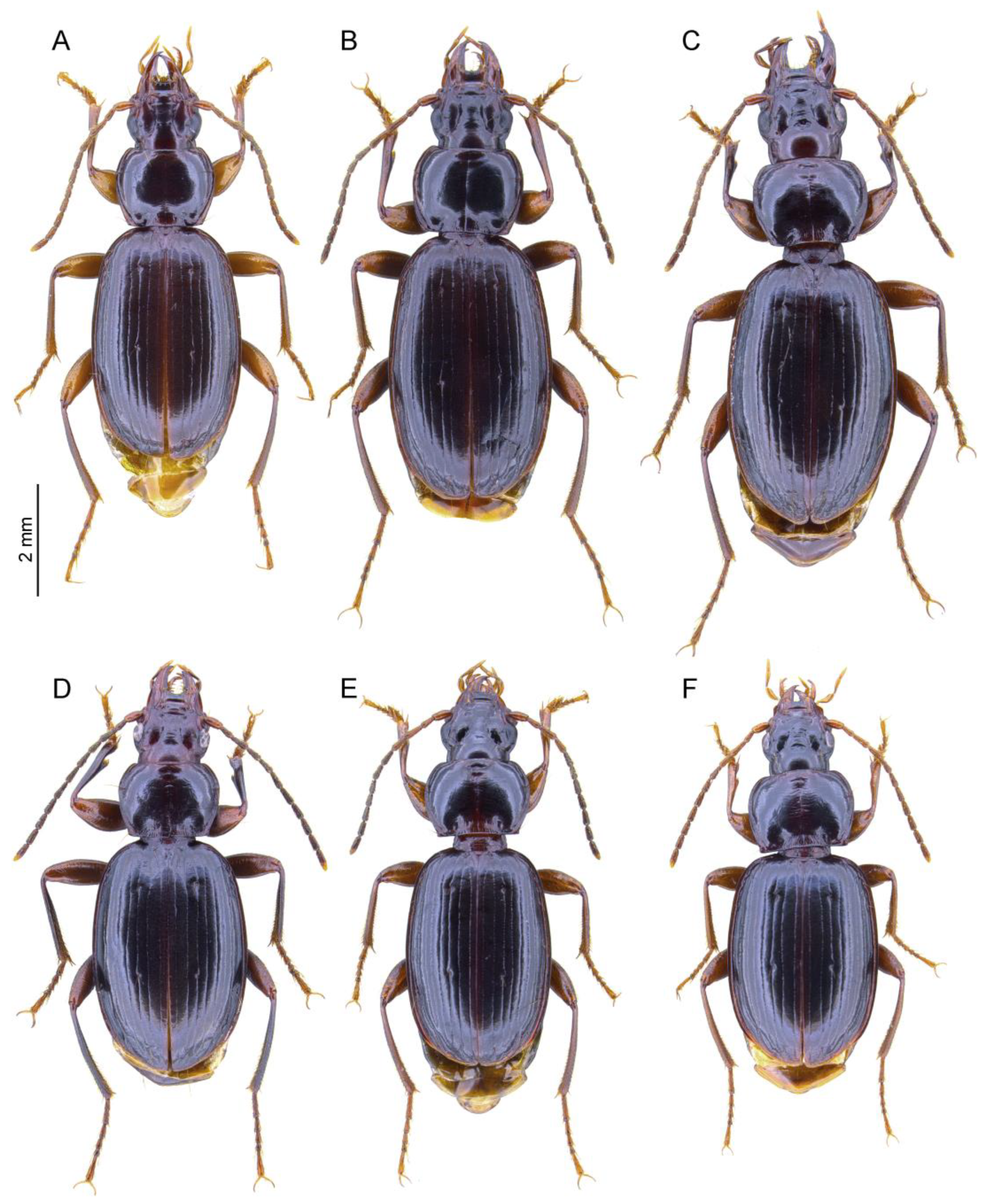 Taxonomy 04 00003 g001