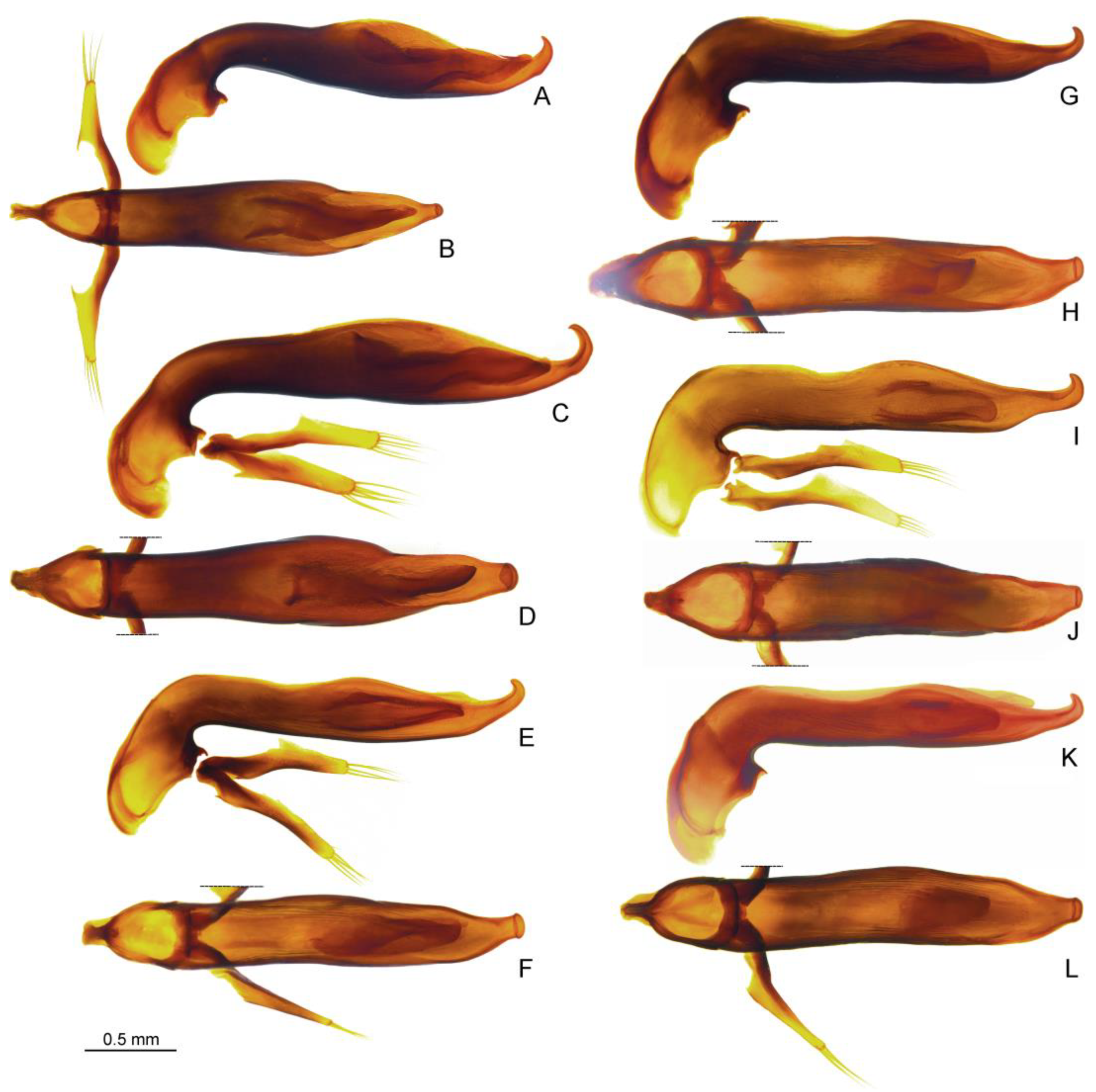 Taxonomy 04 00003 g003