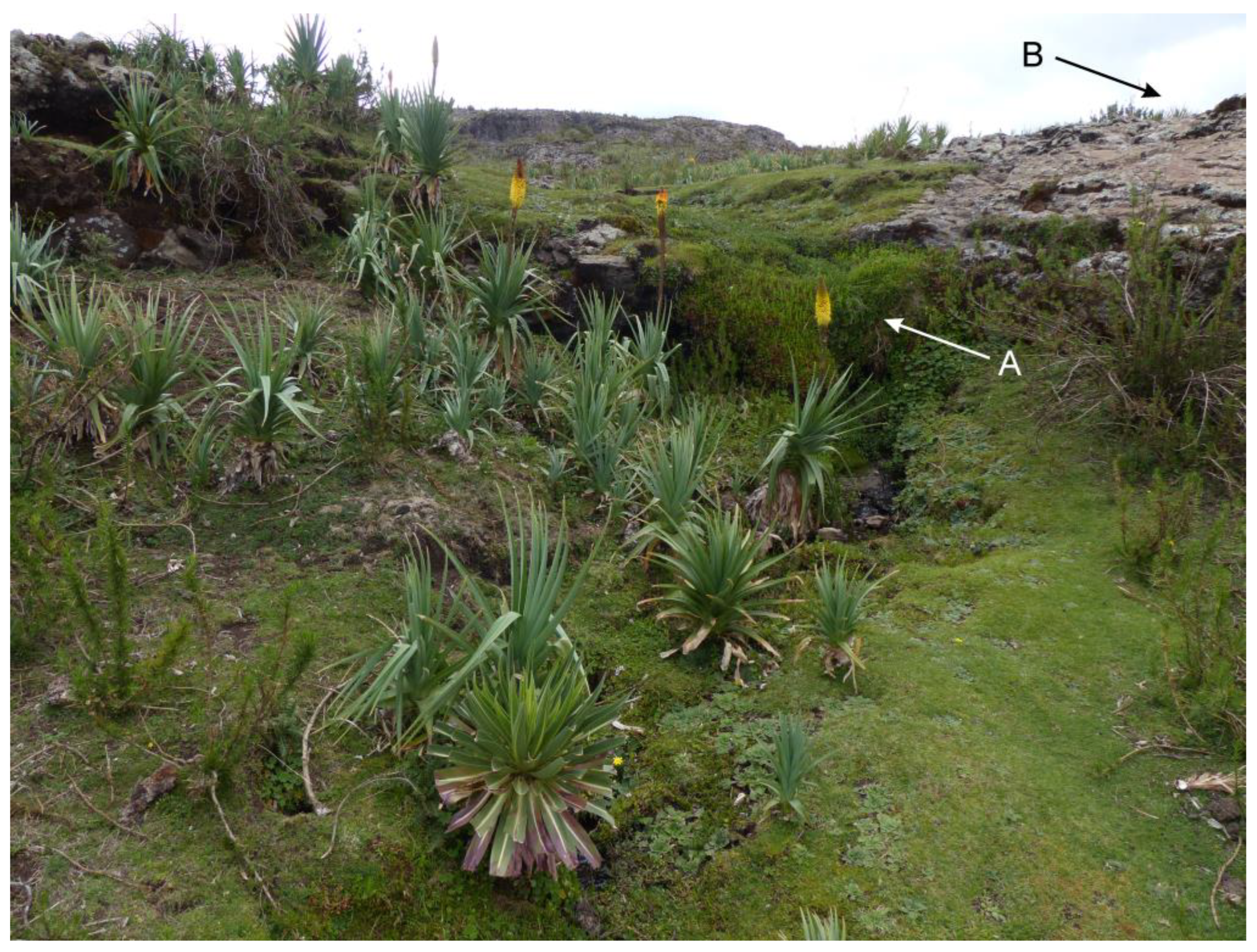 Taxonomy 04 00003 g005