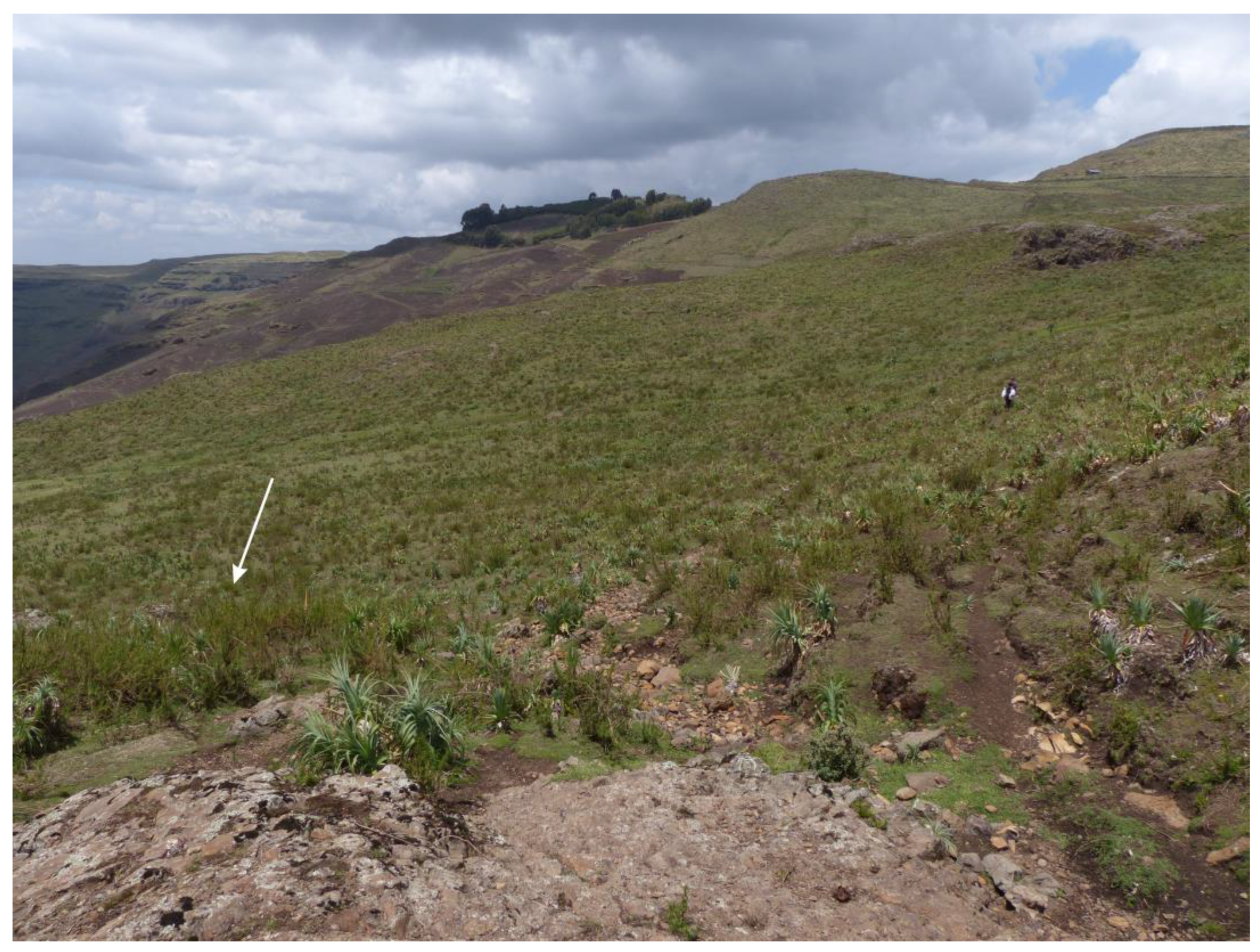 Taxonomy 04 00003 g006