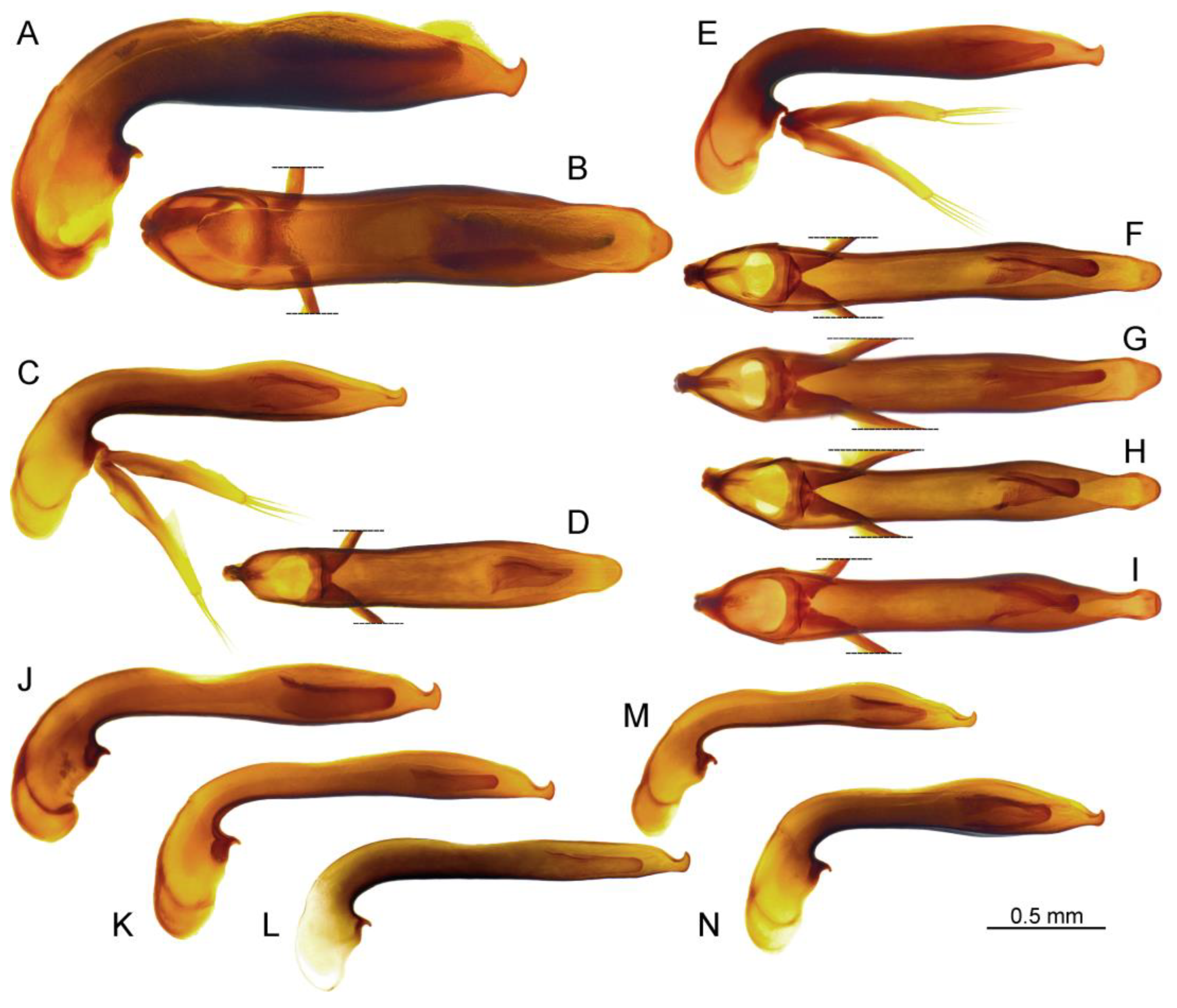Taxonomy 04 00003 g009