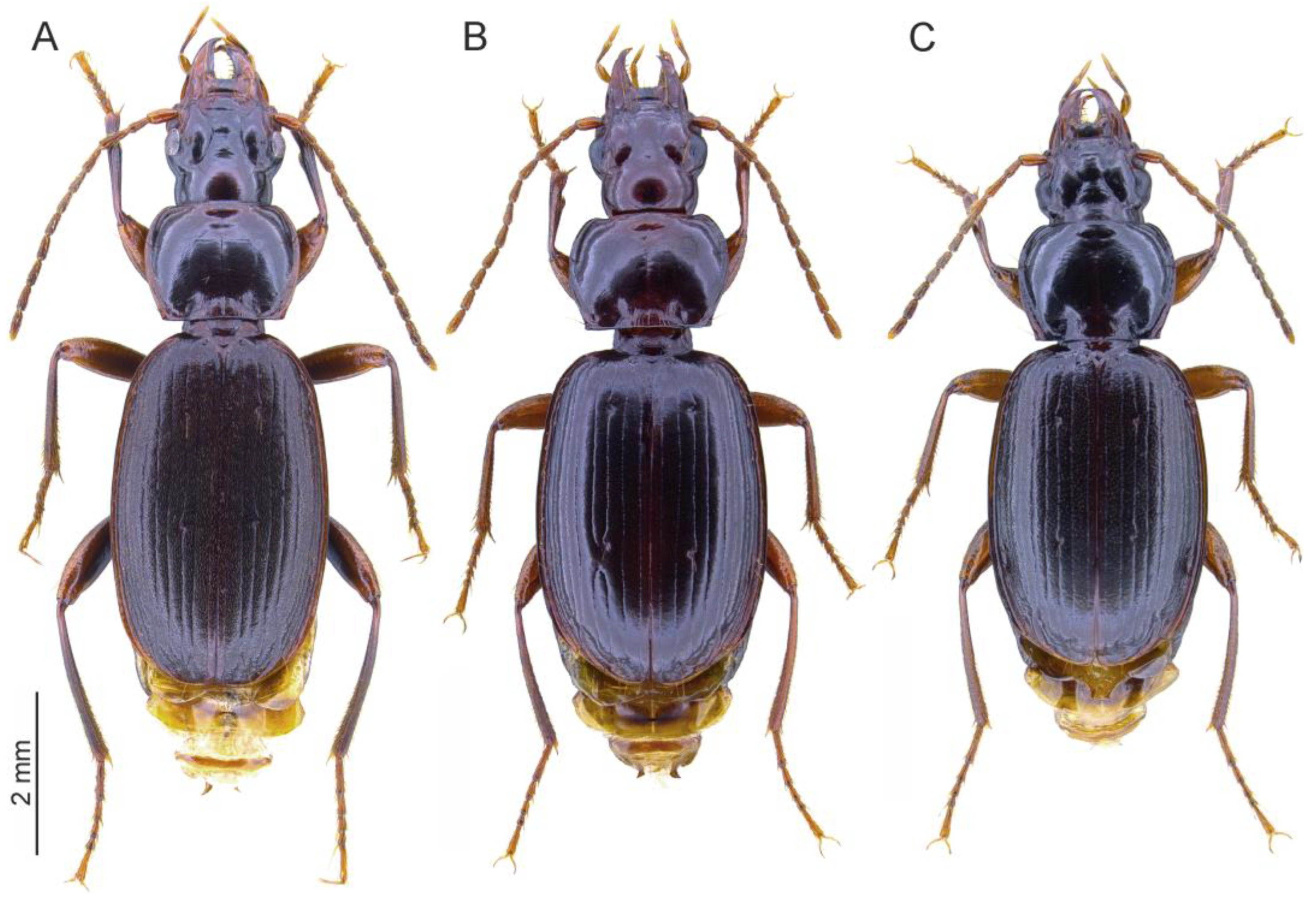 Taxonomy 04 00003 g011