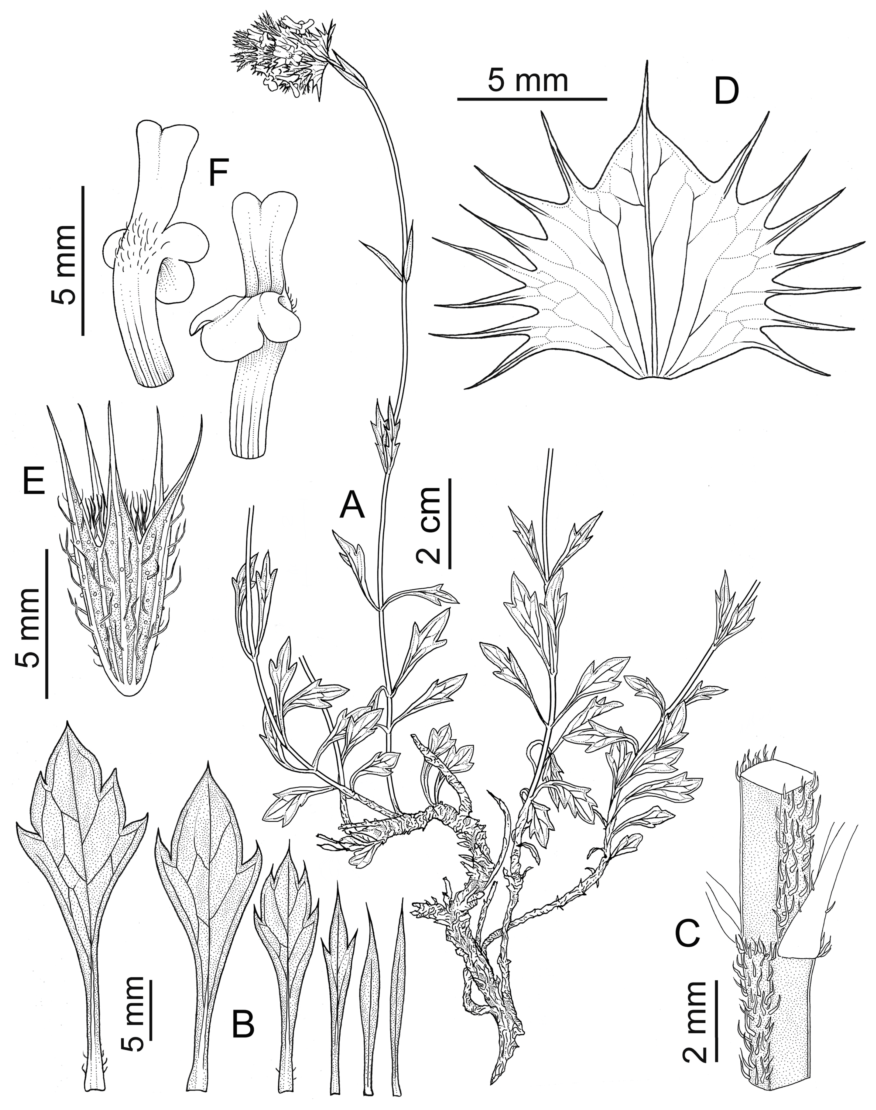 Taxonomy 04 00006 g001