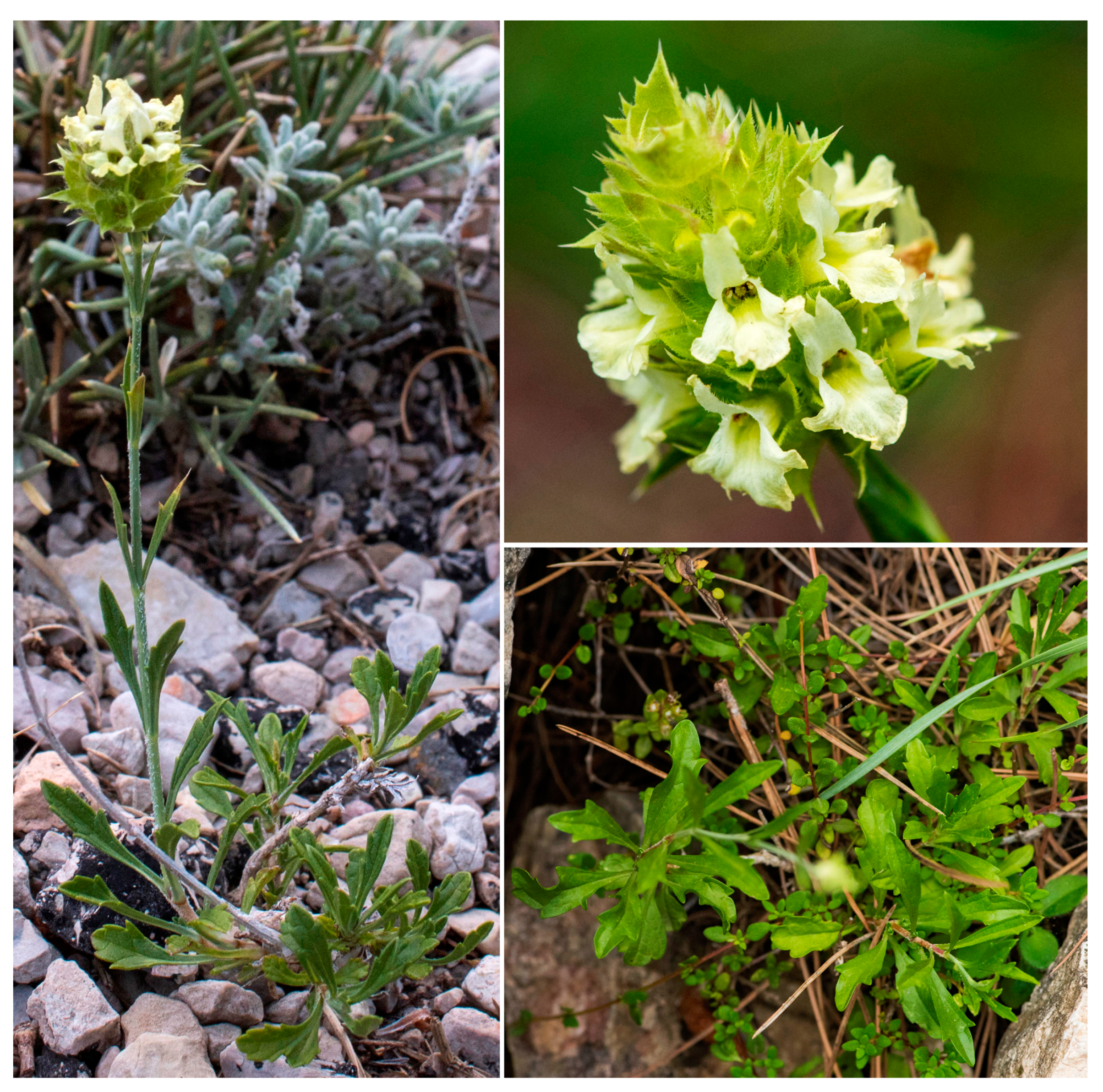 Taxonomy 04 00006 g002