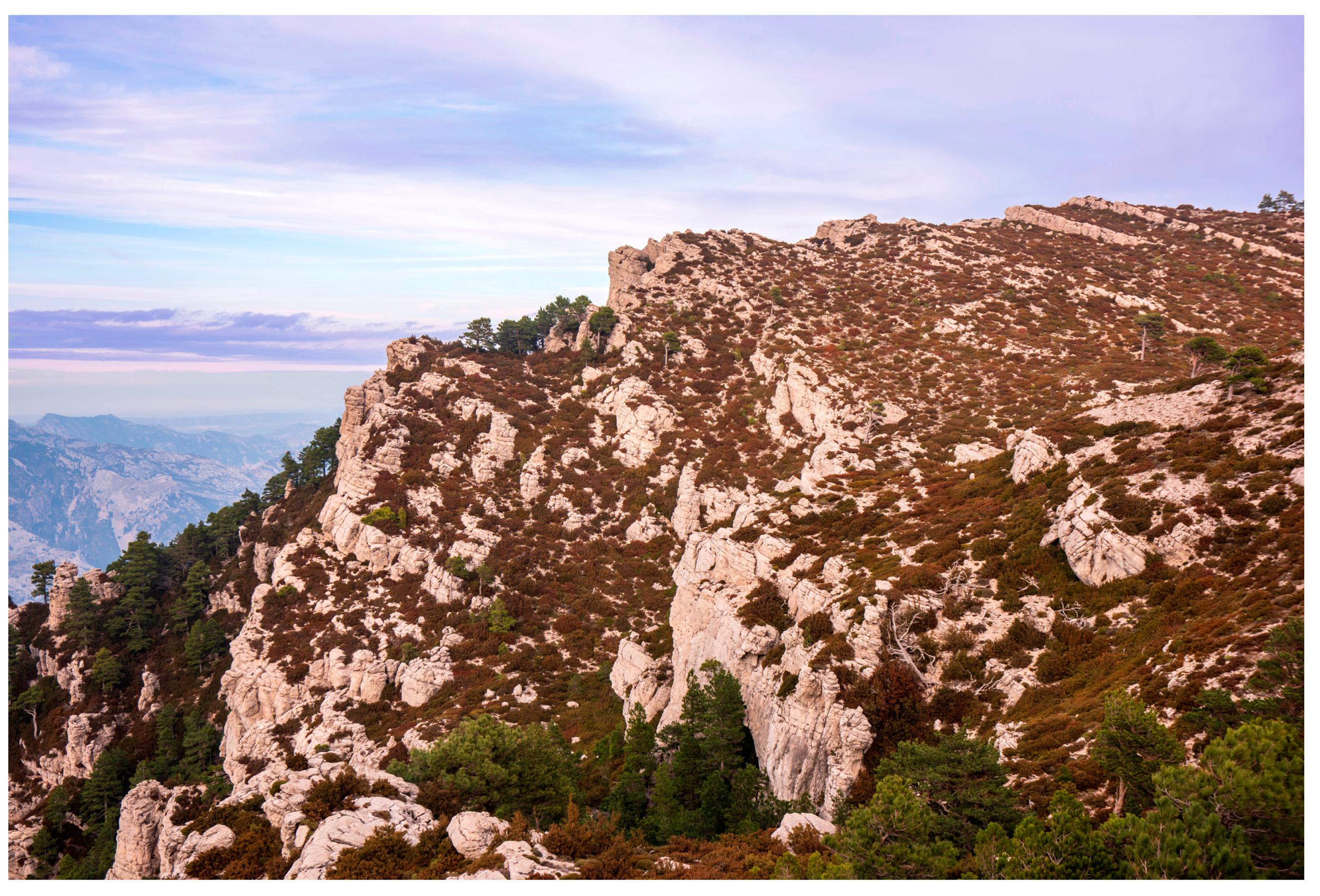 Taxonomy 04 00006 g004